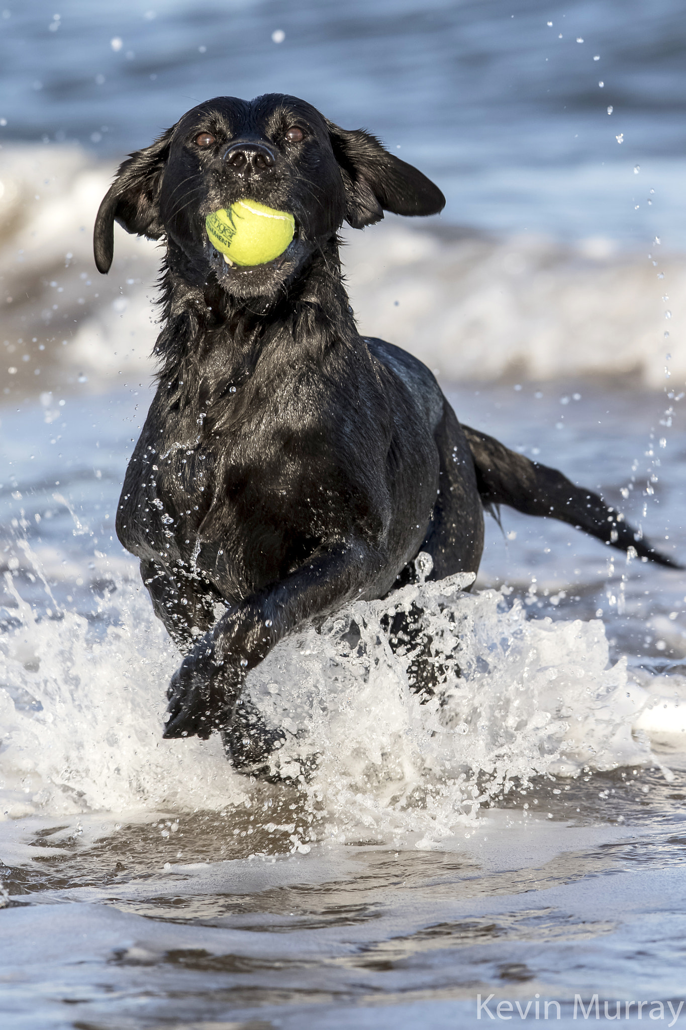 Canon EF 300mm F2.8L IS USM sample photo. Elsa photography