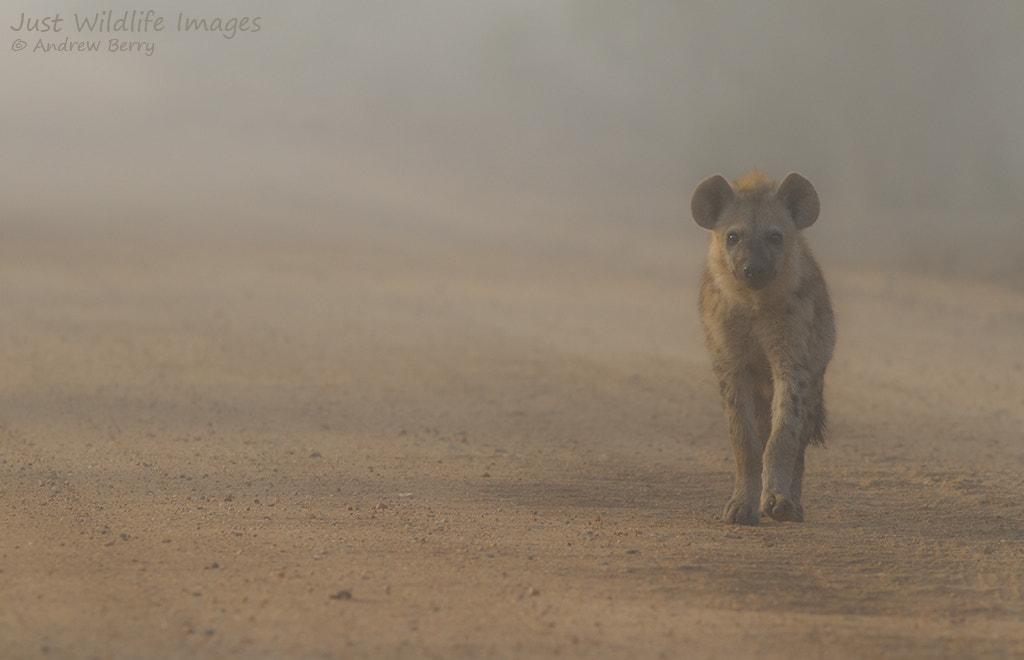 Canon EOS 7D + Canon EF 300mm F2.8L IS USM sample photo. Hyena in the mist photography