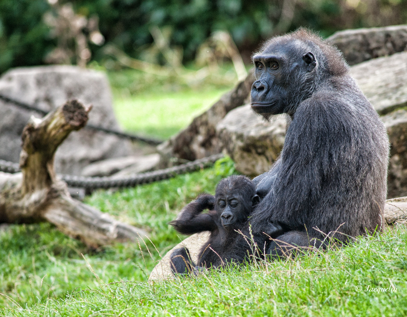 Nikon D3 + AF Nikkor 300mm f/4 IF-ED sample photo. Mother and baby !! photography