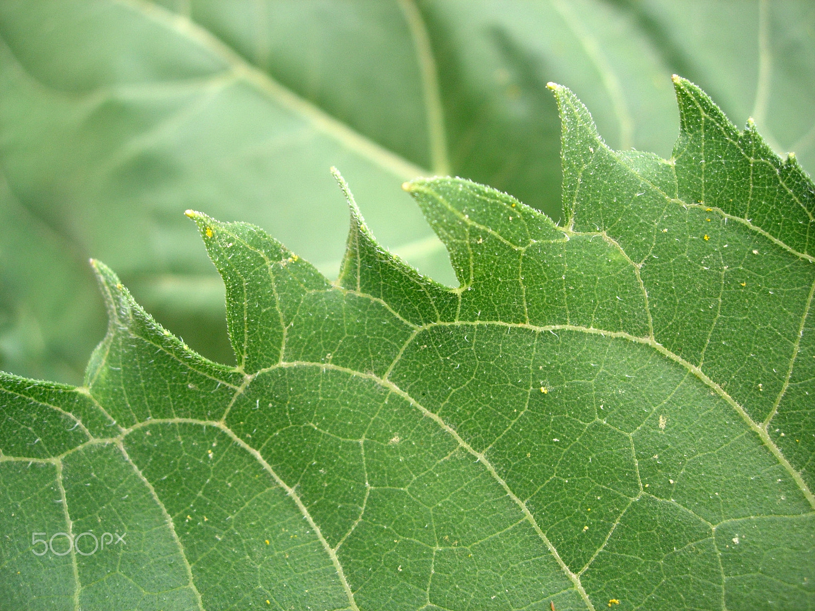Nikon E5200 sample photo. Leaf photography