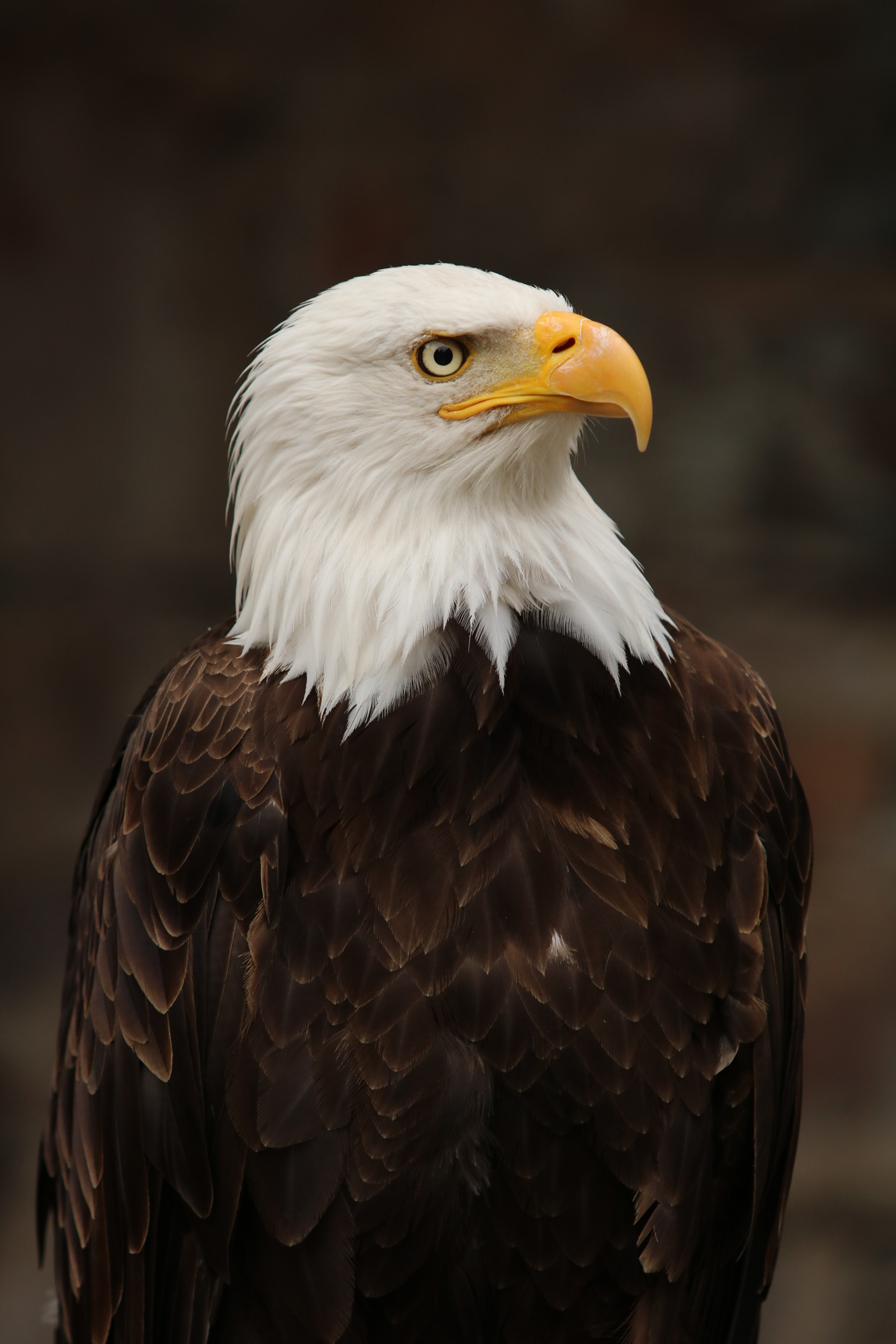 Canon EF 70-200mm F2.8L USM sample photo. Majestueux photography