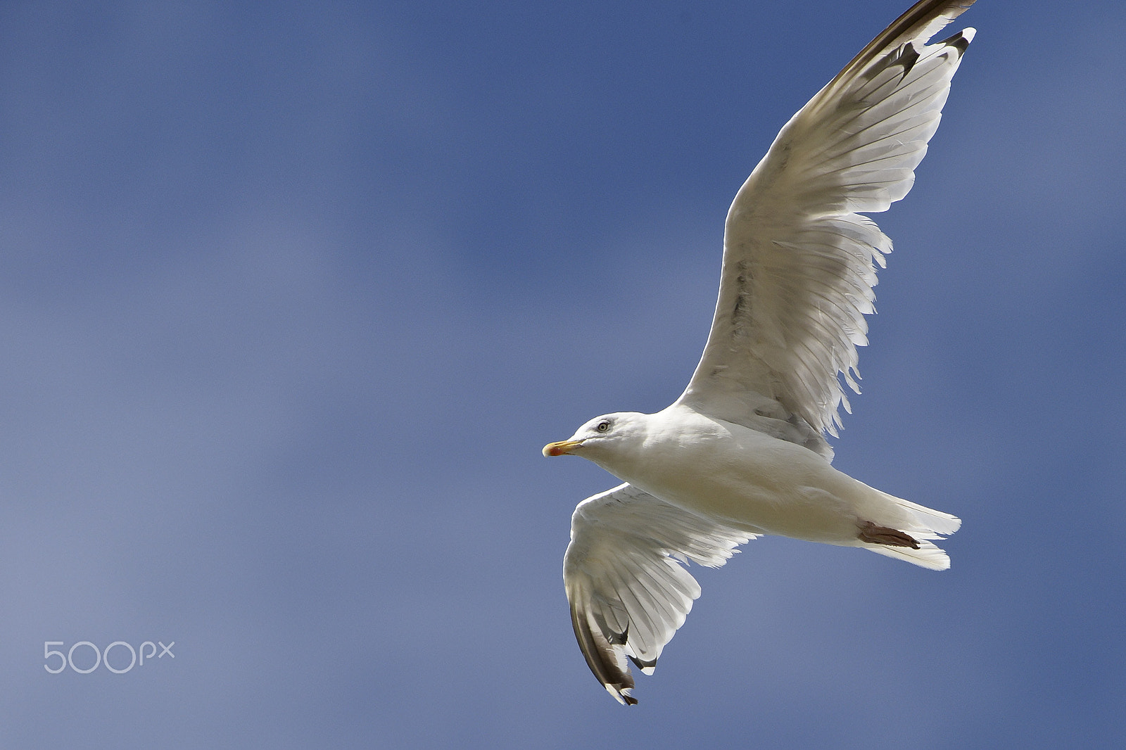 AF Zoom-Nikkor 75-240mm f/4.5-5.6D sample photo. Seagull photography