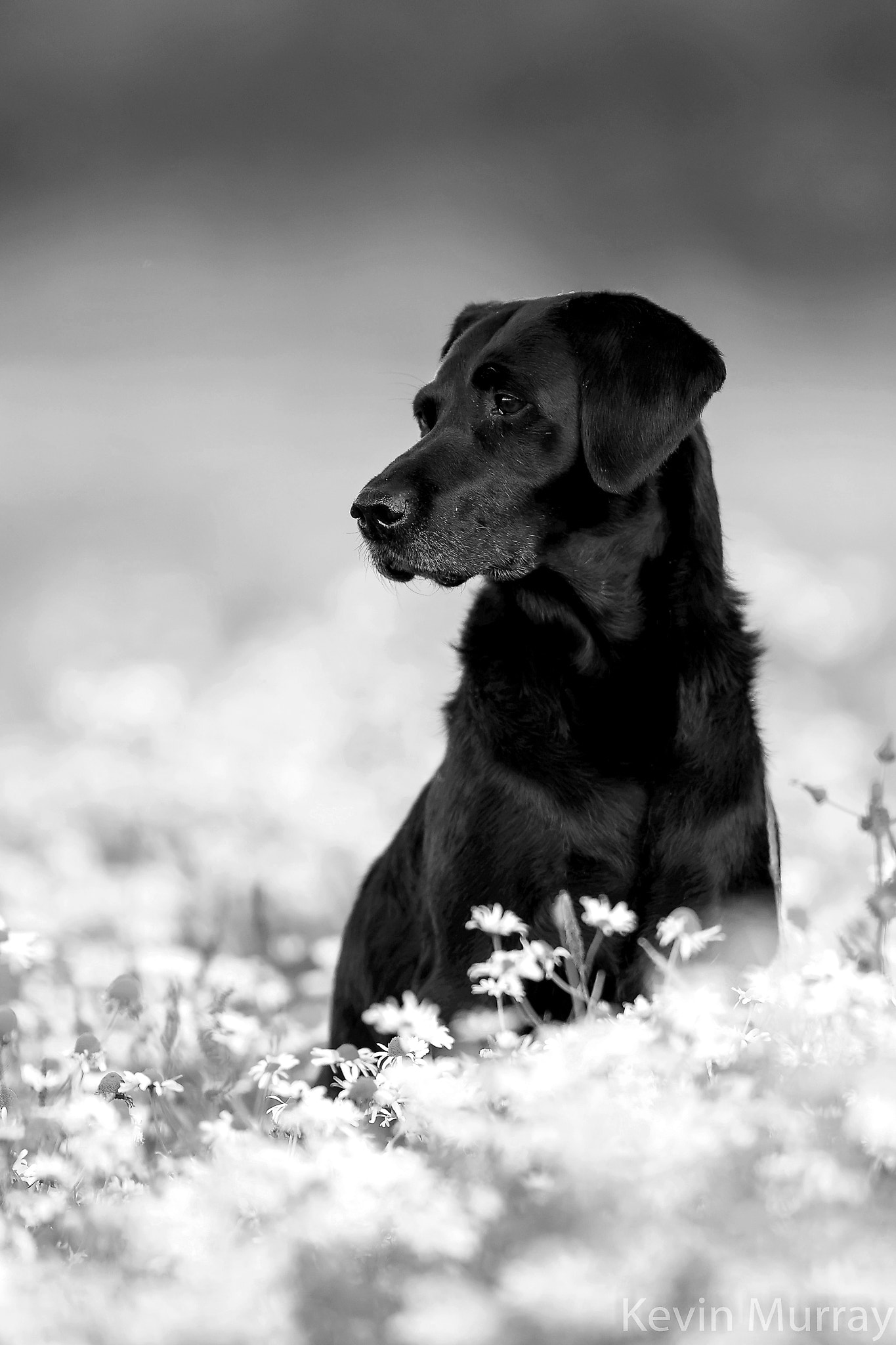 Canon EF 300mm F2.8L IS USM sample photo. Elsa portrait photography