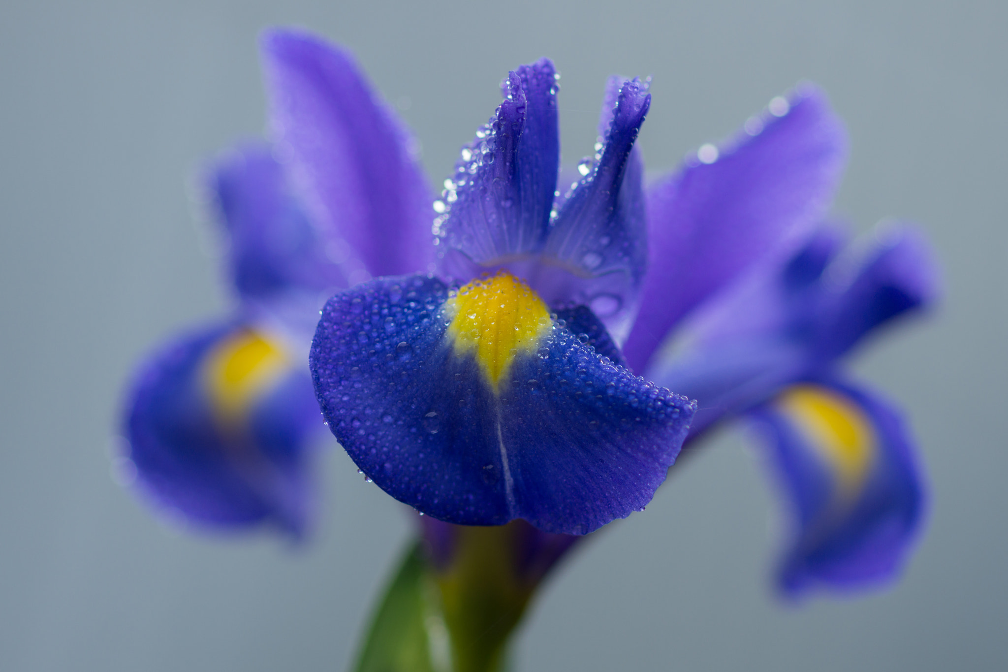 Sony SLT-A77 + Sony 100mm F2.8 Macro sample photo. Fleur-de-lis. photography