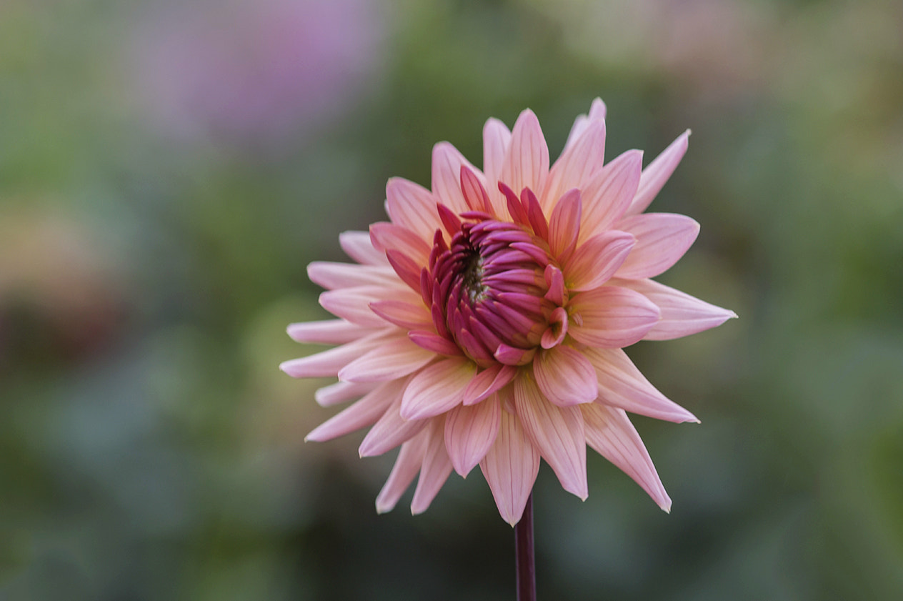 Sony SLT-A58 + Sigma 30mm F1.4 EX DC HSM sample photo. Flowers photography