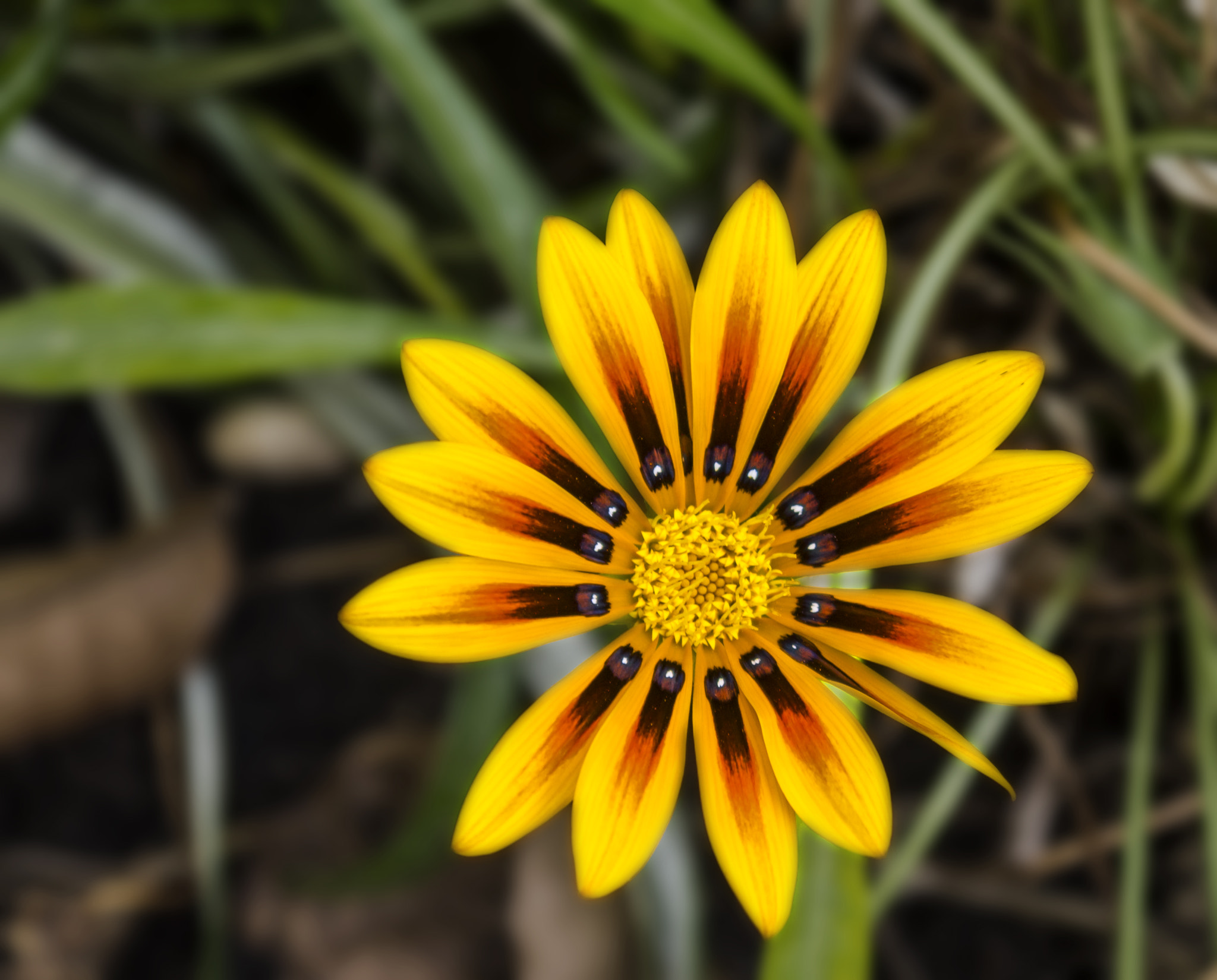 Panasonic Lumix DMC-GF3 sample photo. Super flower photography