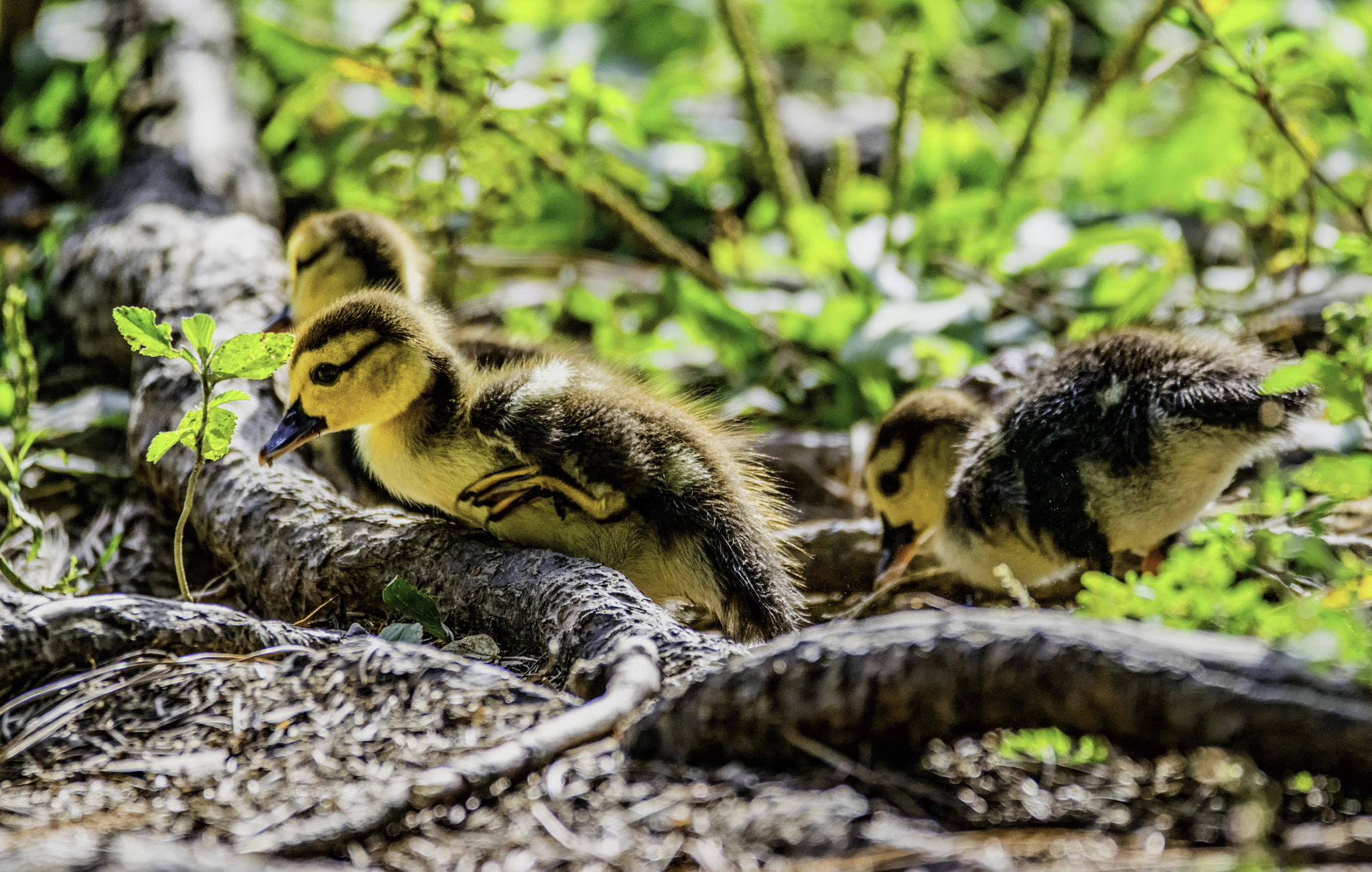 Sigma 150-600mm F5-6.3 DG OS HSM | C sample photo. Lifes little obstacles photography