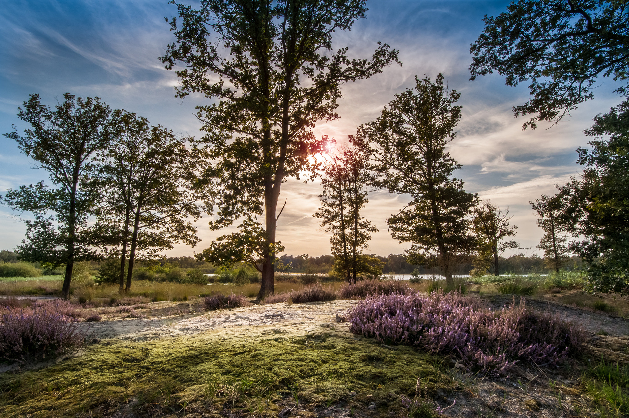 Nikon D5000 + Samyang 14mm F2.8 ED AS IF UMC sample photo. Moss, heather and fen sunset in holland photography