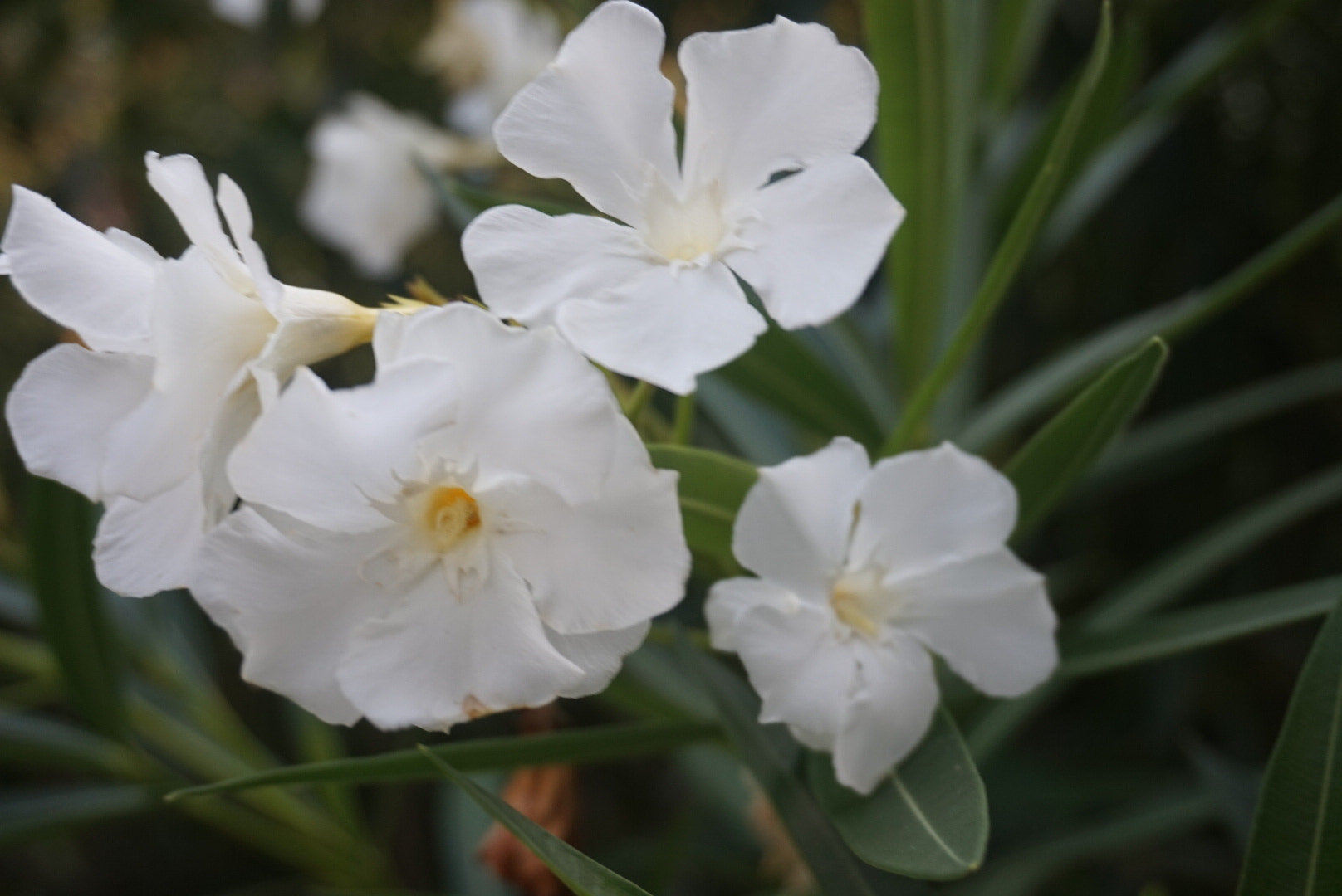 Sony Alpha QX1 sample photo. Oleander. white photography