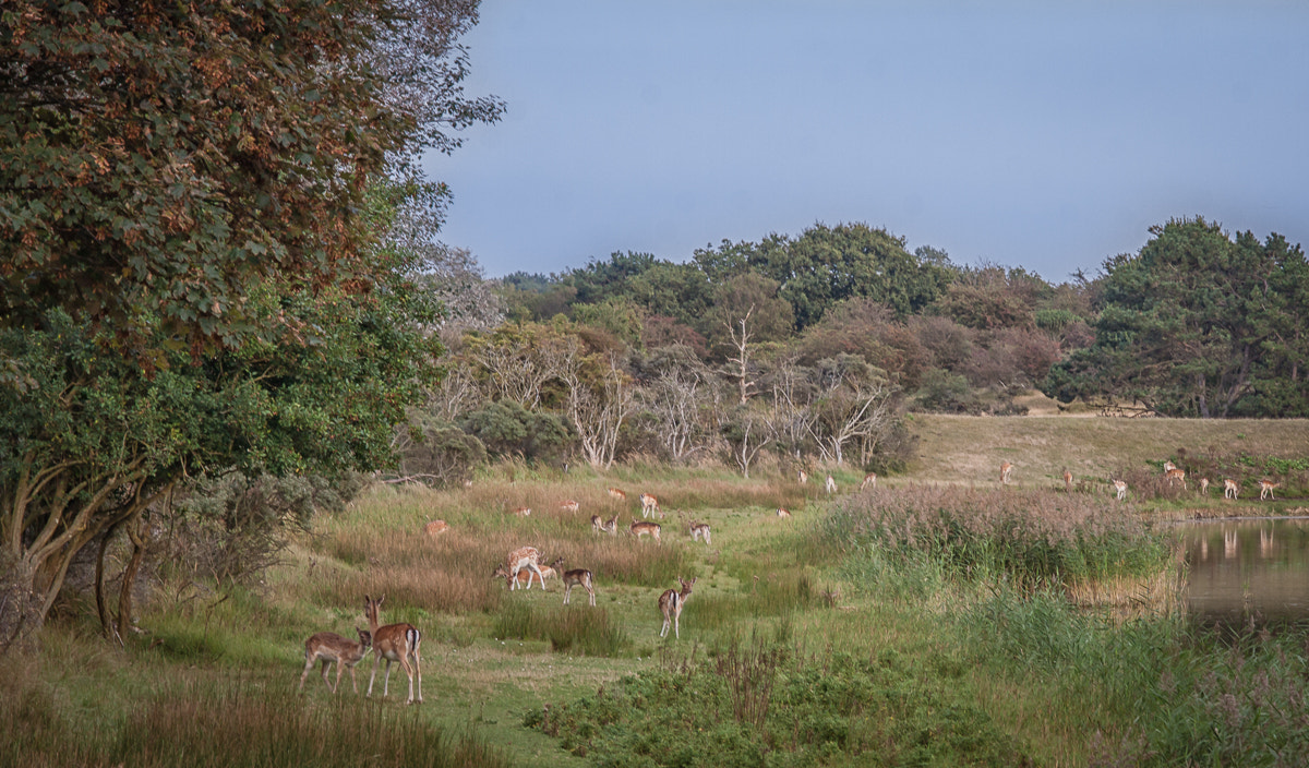 Canon EOS 50D + Canon EF-S 55-250mm F4-5.6 IS STM sample photo. Deer landscape photography