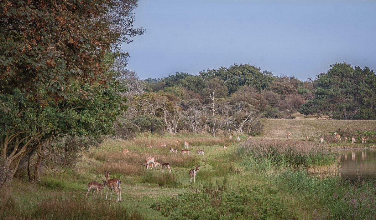 Canon EF-S 55-250mm F4-5.6 IS STM sample photo. Deer landscape photography
