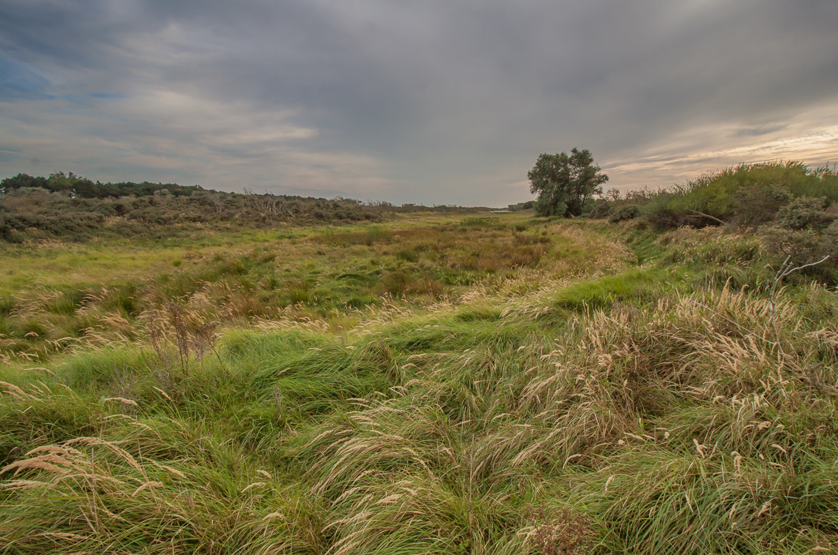 Canon EOS 50D sample photo. Dutch swamplands photography