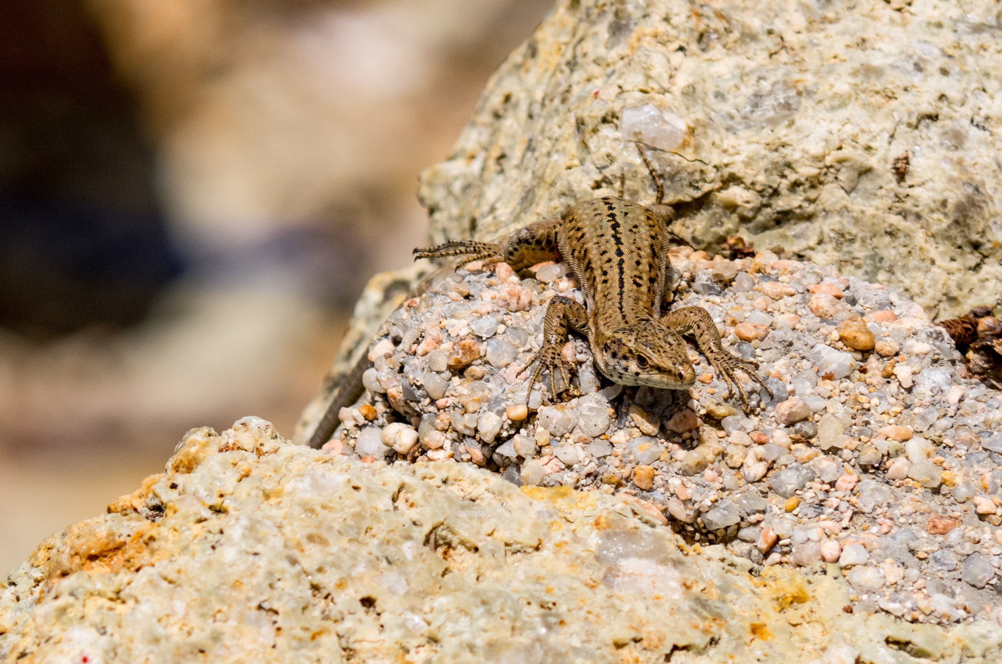 Panasonic Lumix G Vario 45-200mm F4-5.6 OIS sample photo. Sun lazing  photography