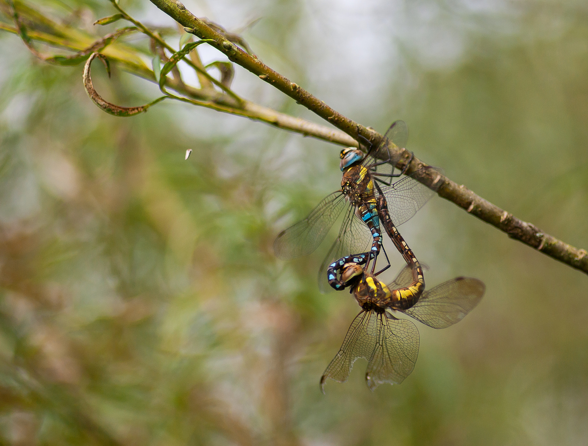 Pentax K10D + Pentax smc D-FA 100mm F2.8 macro sample photo. Migrant hawkers mating photography