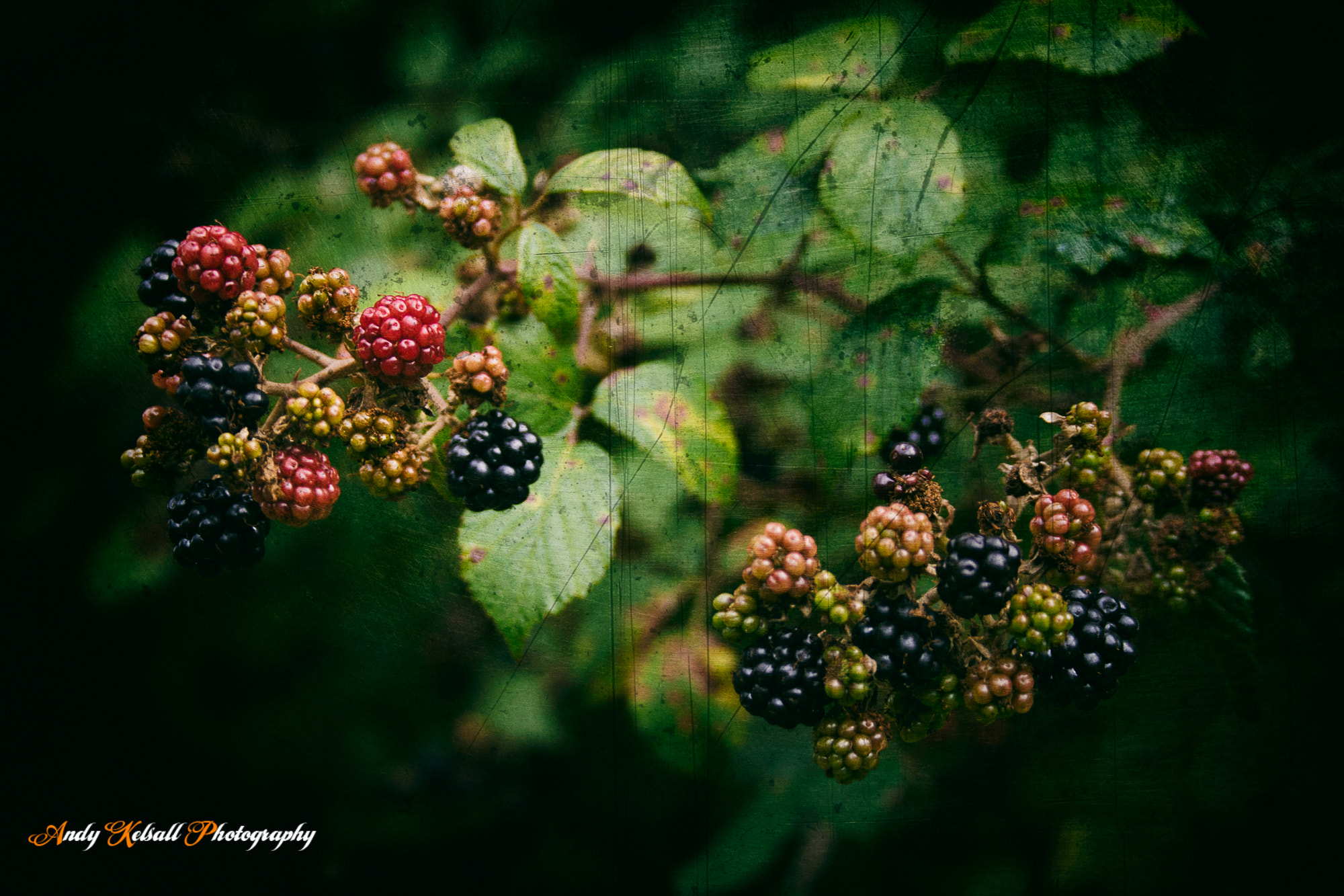 Canon EF-S 18-55mm F3.5-5.6 II sample photo. Berries photography