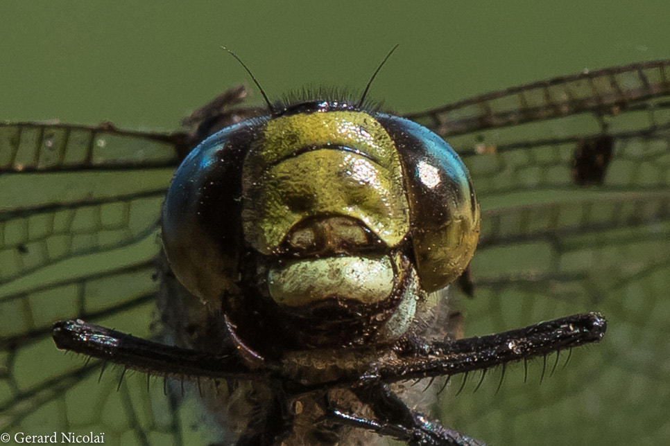 Canon EF 300mm F2.8L IS USM sample photo. Dragonfly close up photography