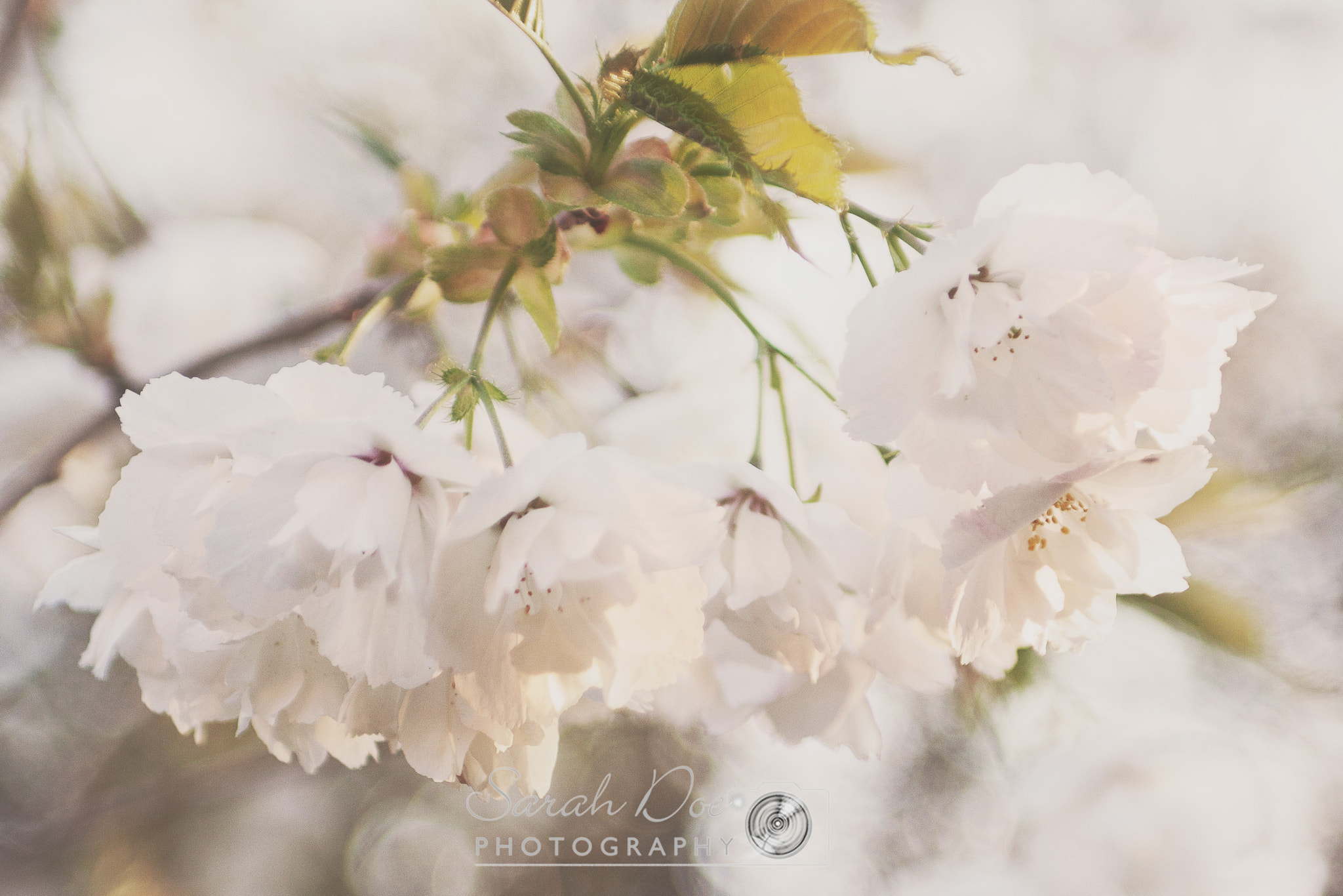Canon EOS 50D + Sigma 24-70mm F2.8 EX DG Macro sample photo. Cherry blossom photography