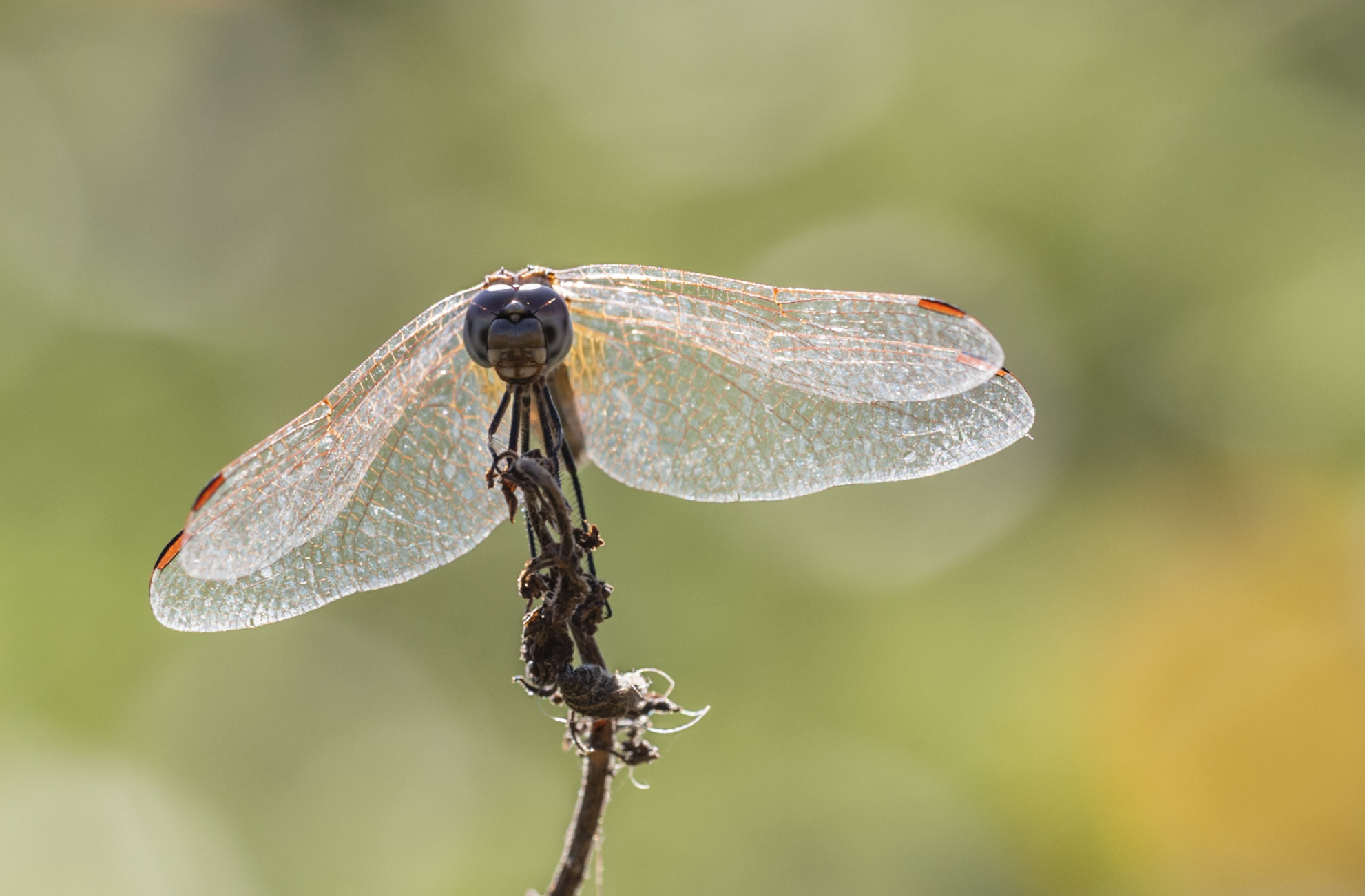 Sigma APO Macro 180mm F3.5 EX DG HSM sample photo. Odonato photography