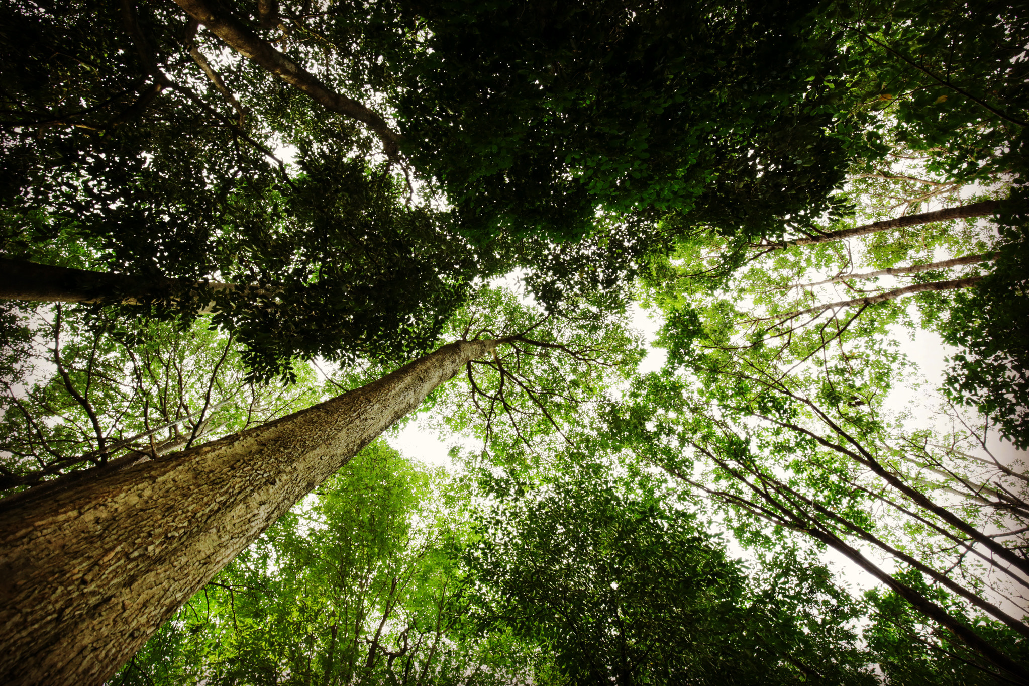 Canon EF 16-35mm F4L IS USM sample photo. Forest photography