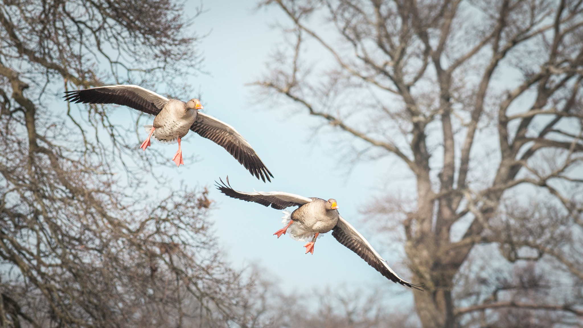 Canon EF 200mm F2.8L II USM sample photo. Get ready for landing photography