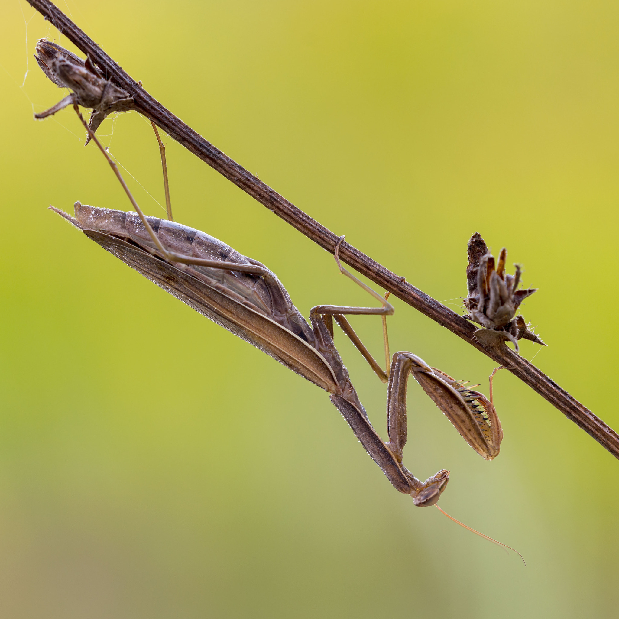 Sigma 150mm F2.8 EX DG Macro HSM sample photo. Hanging around photography
