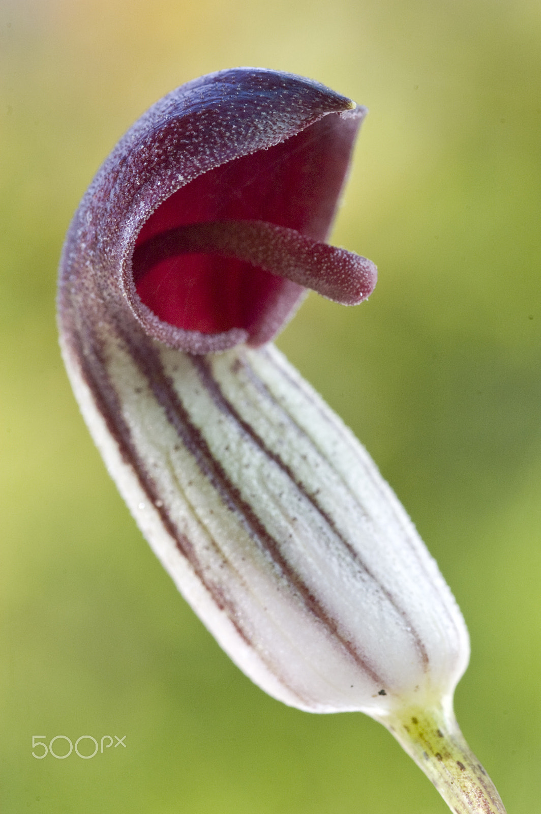 Nikon D70 sample photo. Arisarum photography