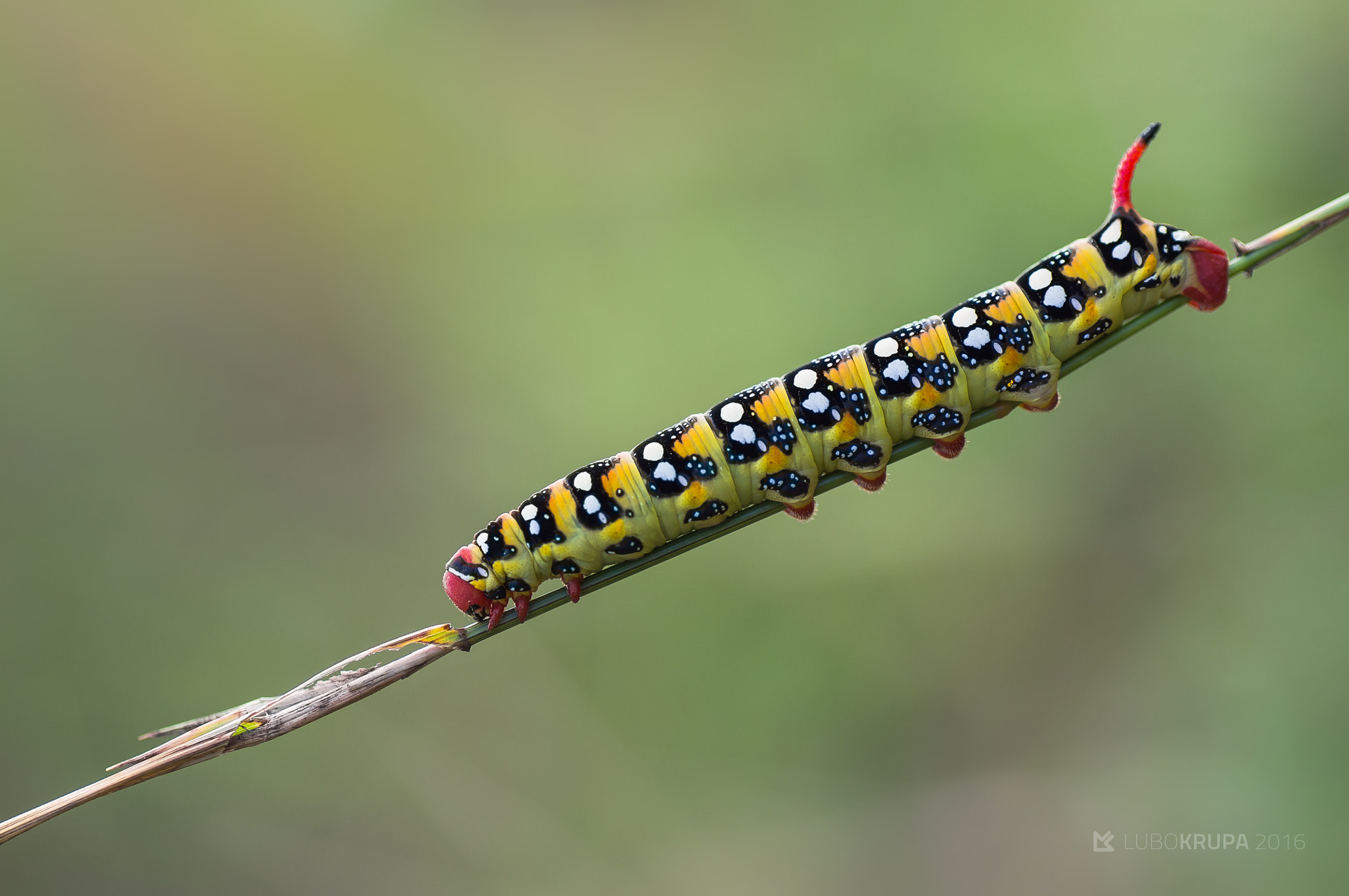 Pentax K-r + Tamron SP AF 90mm F2.8 Di Macro sample photo. Hyles euphorbiae photography