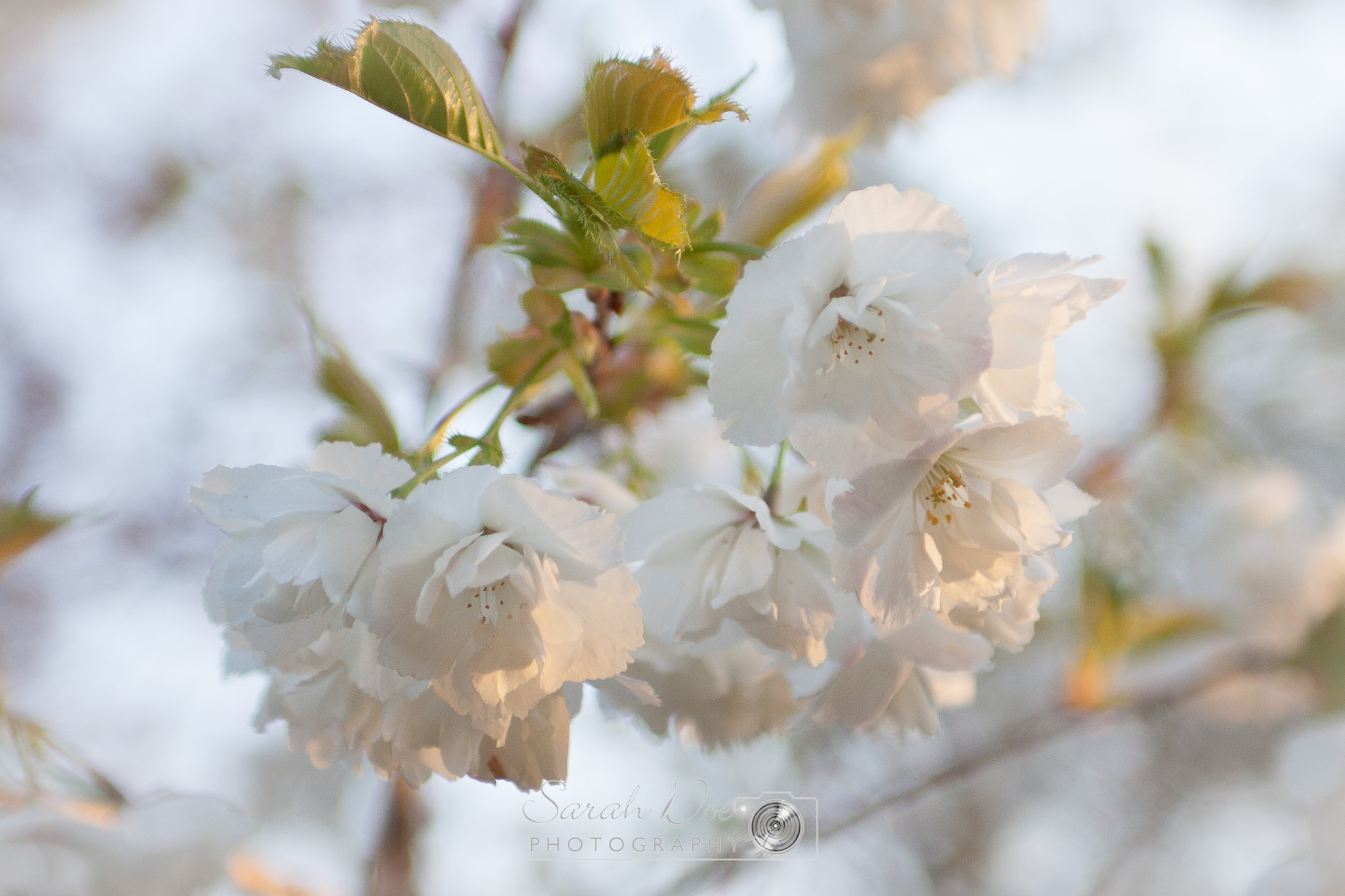 Canon EOS 50D + Sigma 24-70mm F2.8 EX DG Macro sample photo. Cherry blossom sun photography