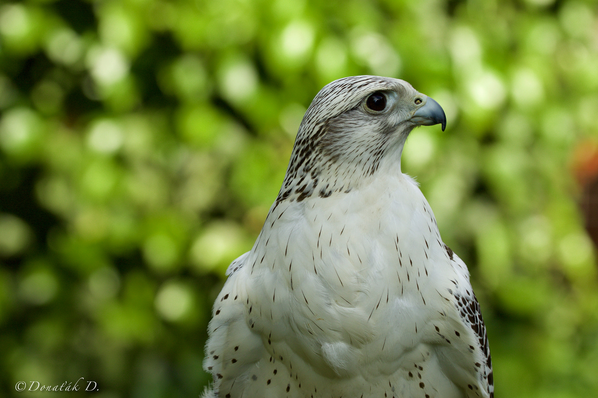 Canon EF 200-400mm F4L IS USM Extender 1.4x sample photo. Raroh lovecký (falco rusticolus) photography
