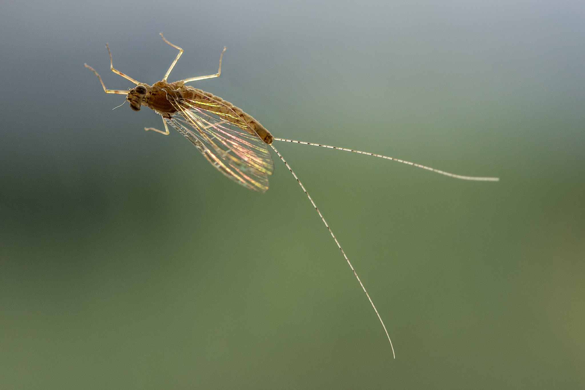 Canon EF-S 60mm F2.8 Macro USM sample photo. Mayfly on window photography