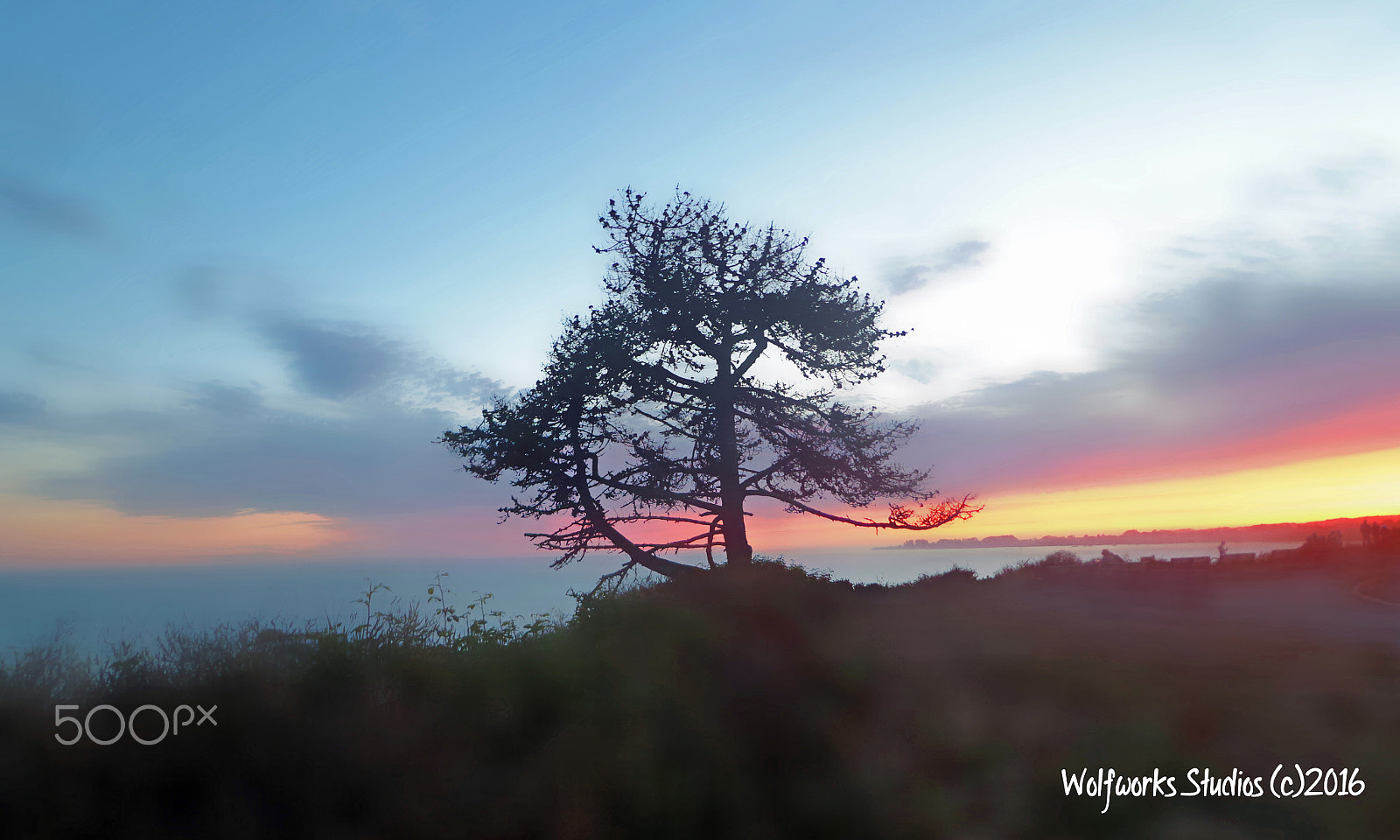 Sony DSC-W650 sample photo. Tree at sunset photography