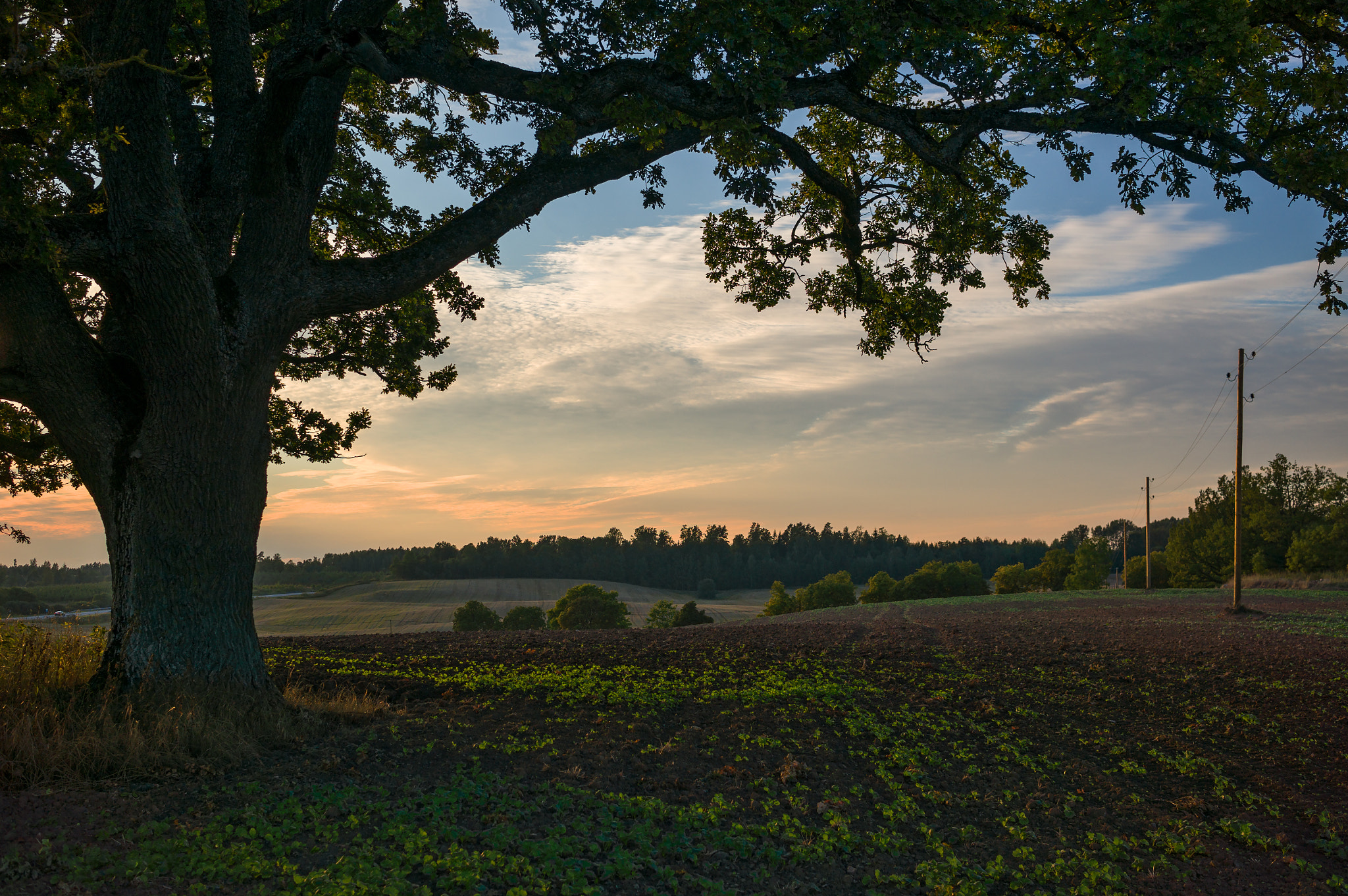 Sony Alpha NEX-6 + Sigma 30mm F2.8 EX DN sample photo. Rural landscape with oak at sunset - 2015 photography
