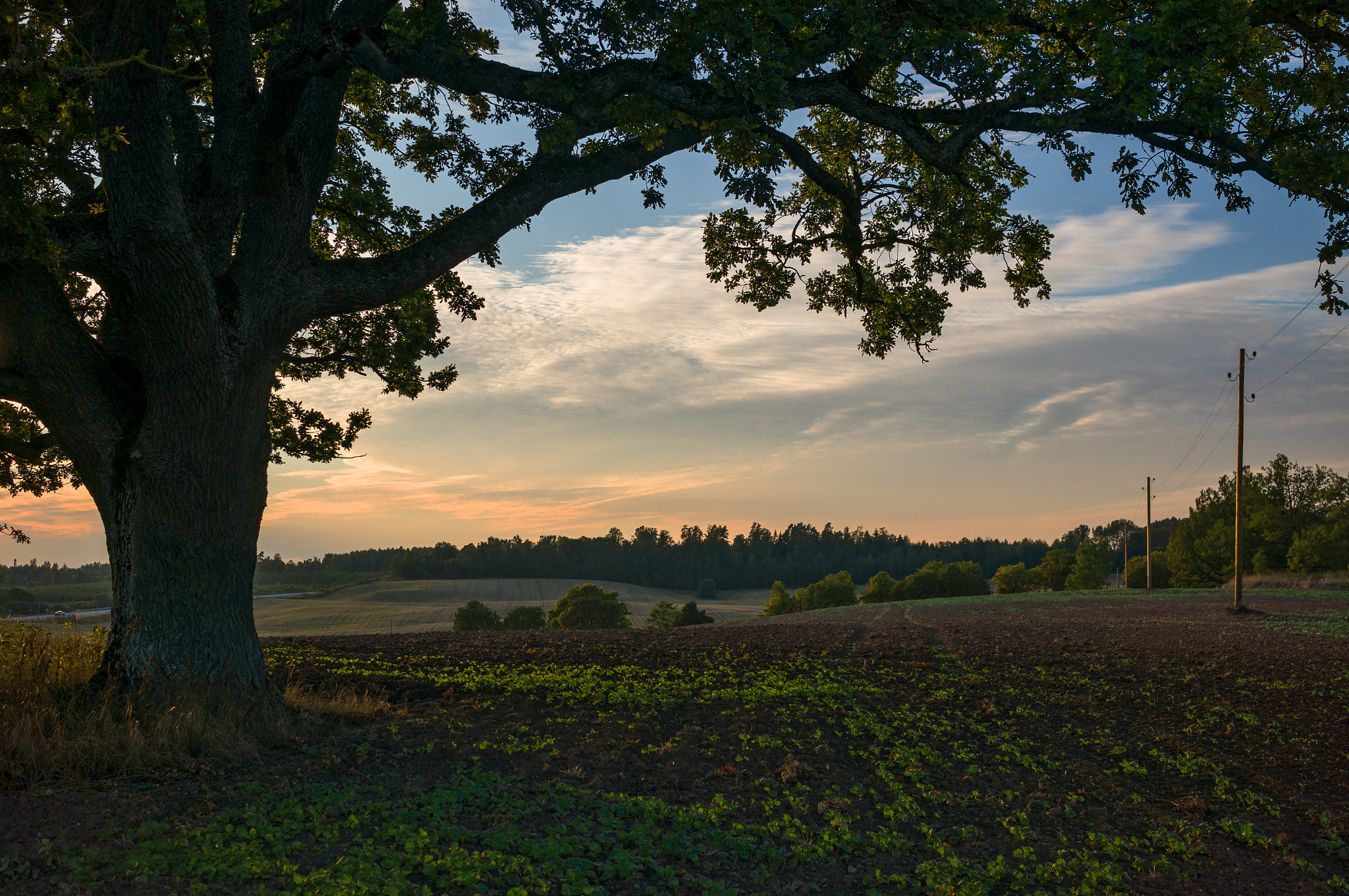 Sony Alpha NEX-6 sample photo. Rural landscape with oak at sunset - 2015 photography