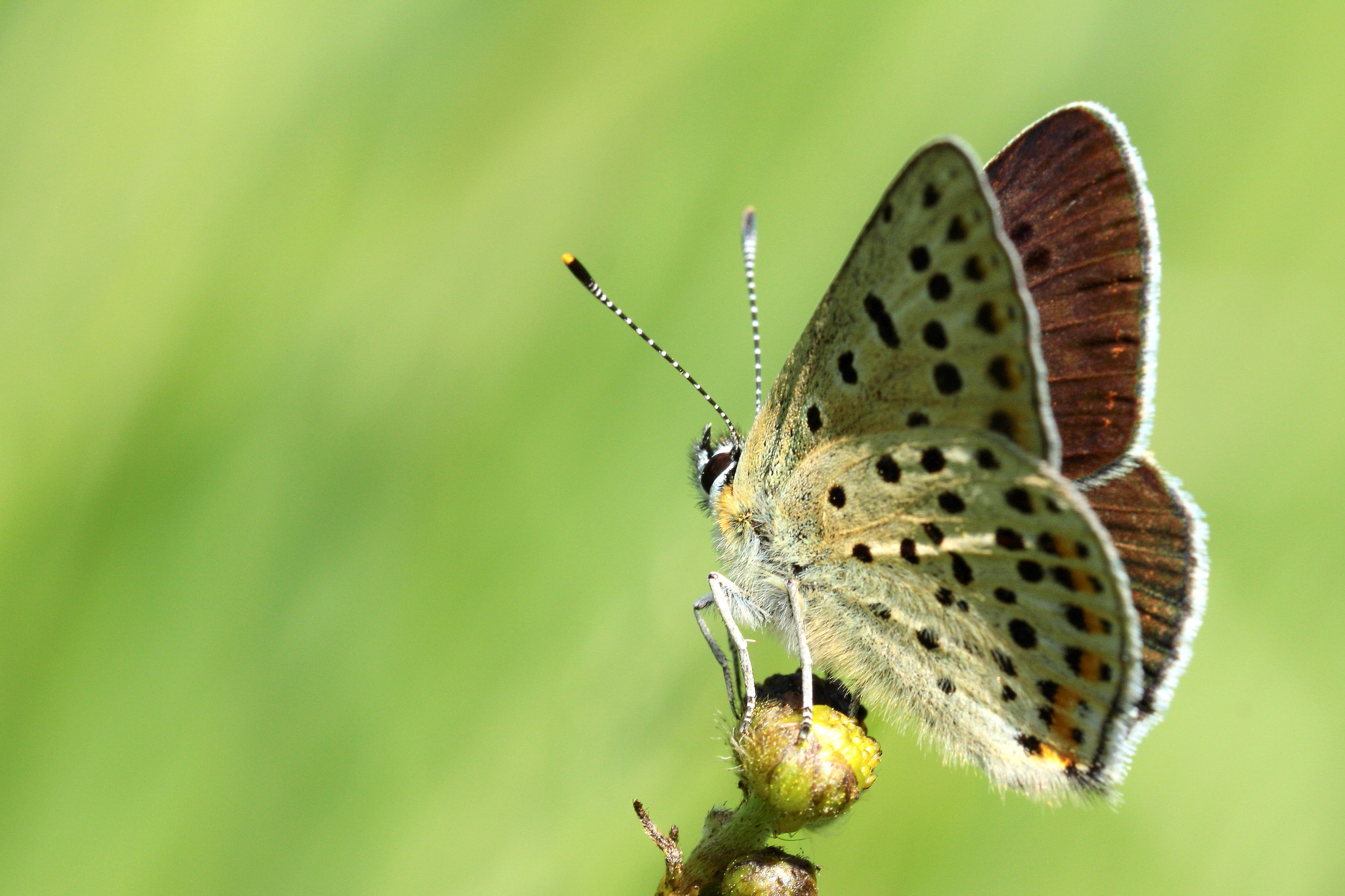 Canon EOS 50D + Canon EF 100mm F2.8L Macro IS USM sample photo. Lycaena tityrus, the sooty copper photography