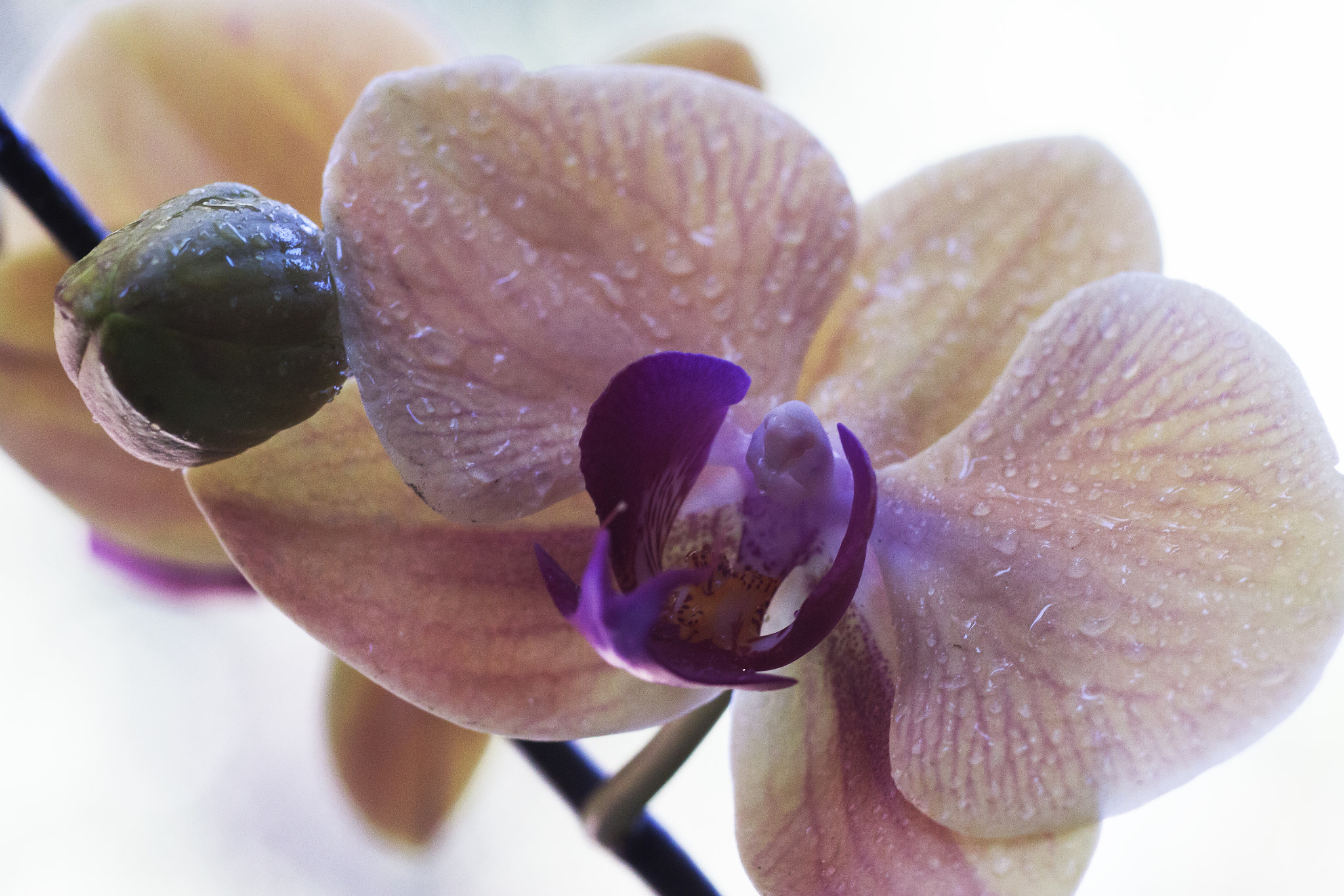 Canon EOS 500D (EOS Rebel T1i / EOS Kiss X3) + Canon EF 85mm F1.8 USM sample photo. Orchid,  flower,  bloom, beautiful photography