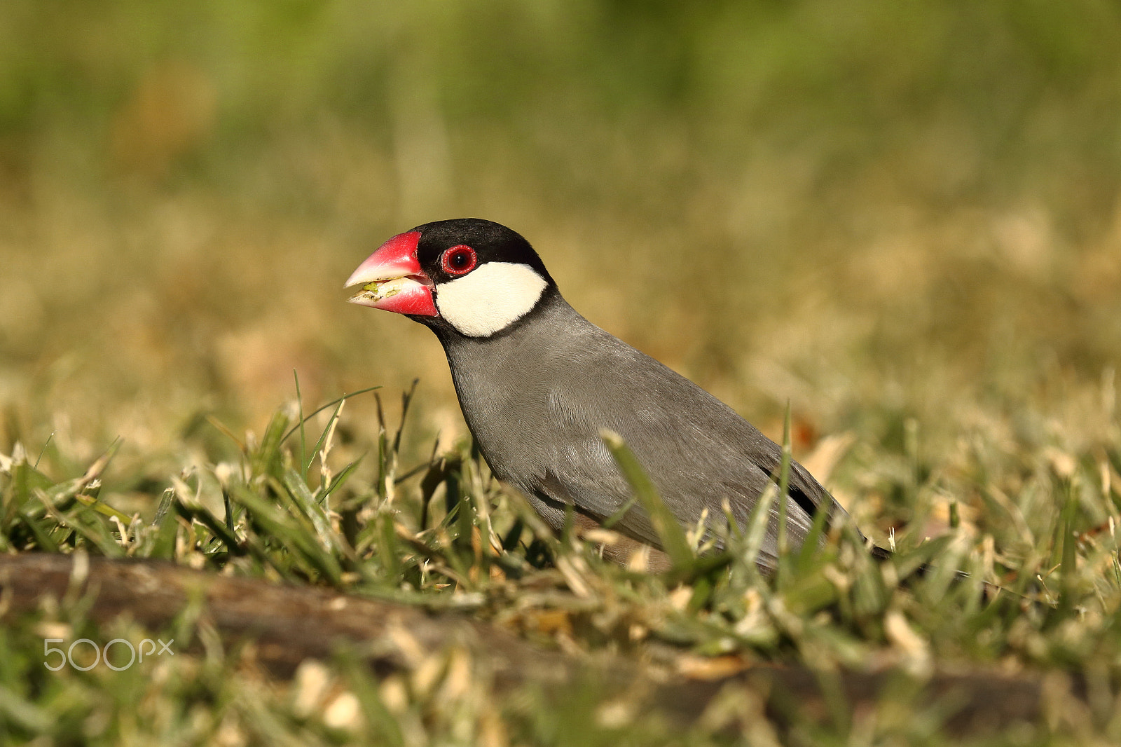 Canon EOS 750D (EOS Rebel T6i / EOS Kiss X8i) + Canon EF 100-400mm F4.5-5.6L IS II USM sample photo. Java sparrow photography