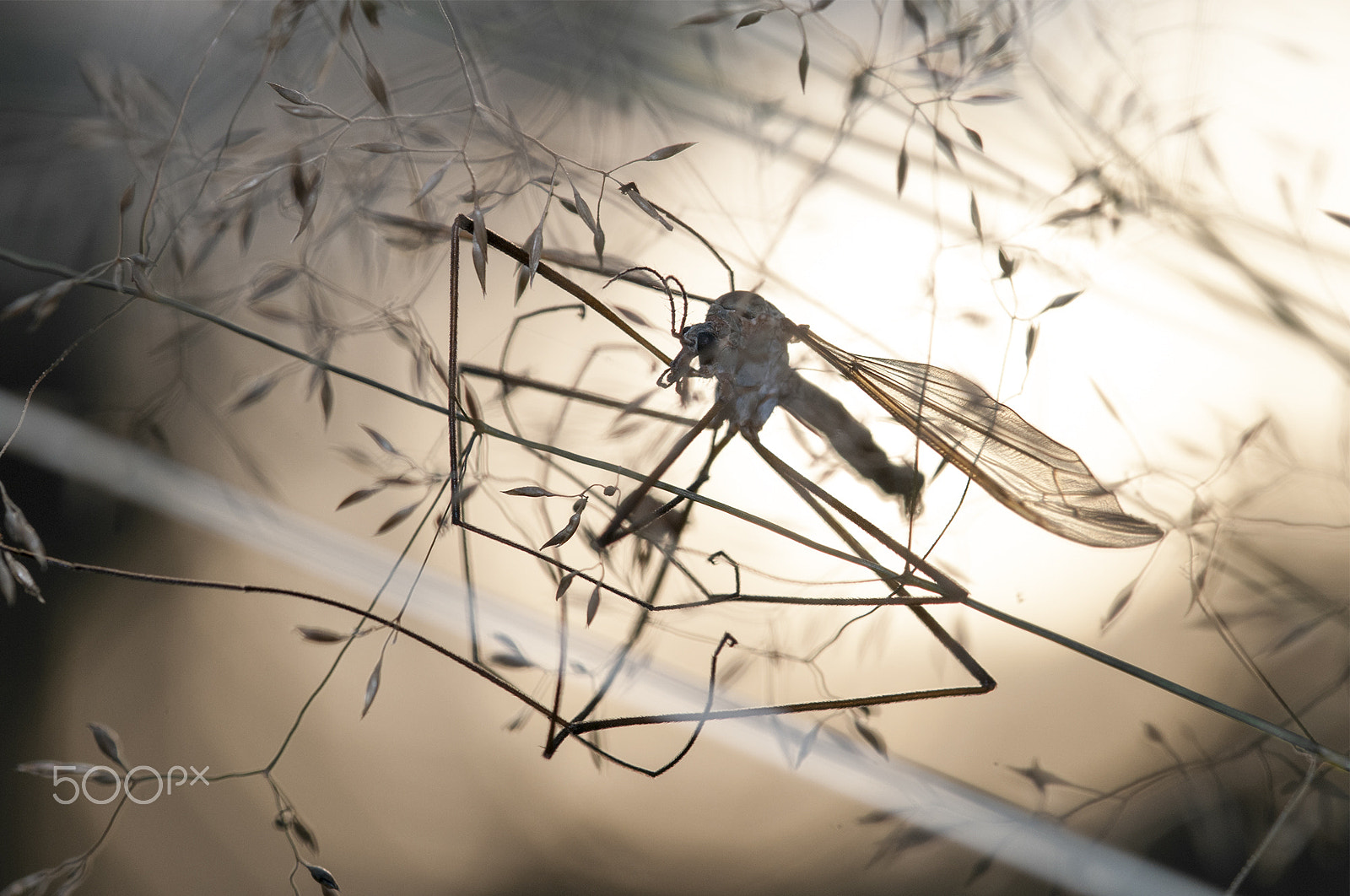 Sigma 105mm F2.8 EX DG OS HSM sample photo. A long legged friend photography