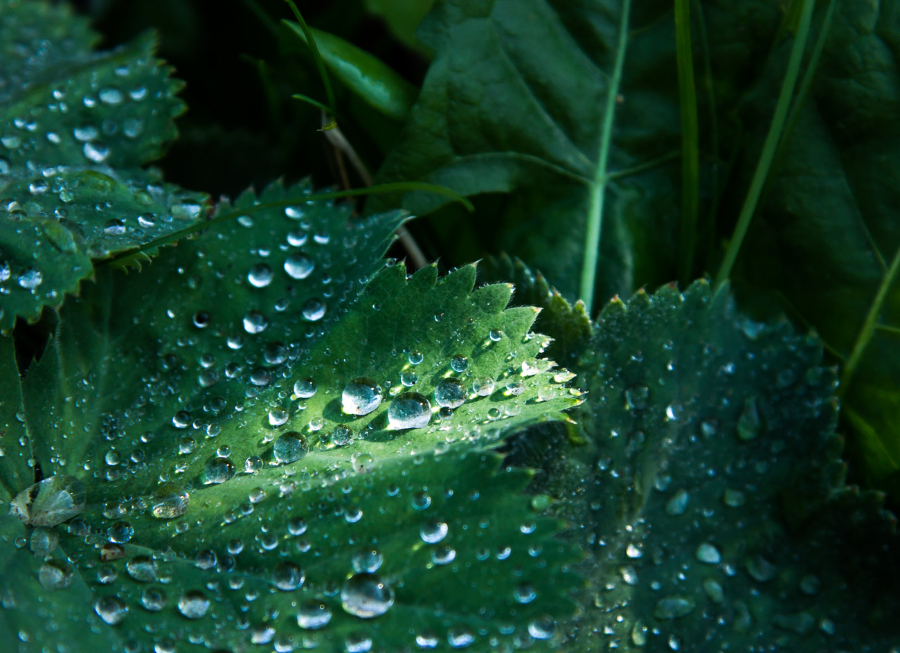 Canon EF-S 17-85mm F4-5.6 IS USM sample photo. Dew drops photography