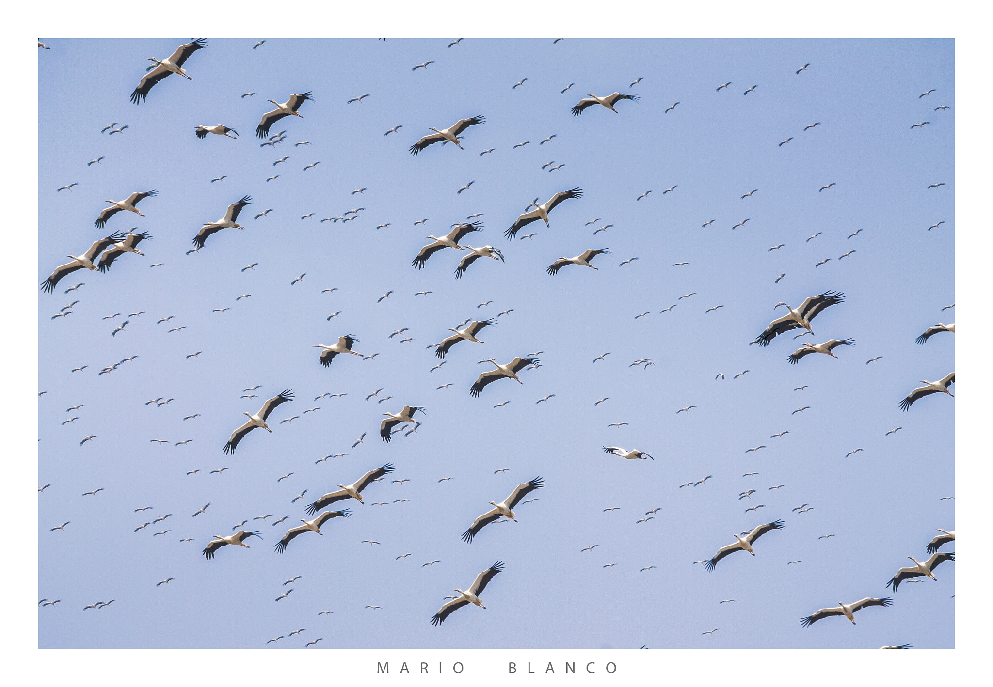 Tamron SP 150-600mm F5-6.3 Di VC USD sample photo. White migration photography