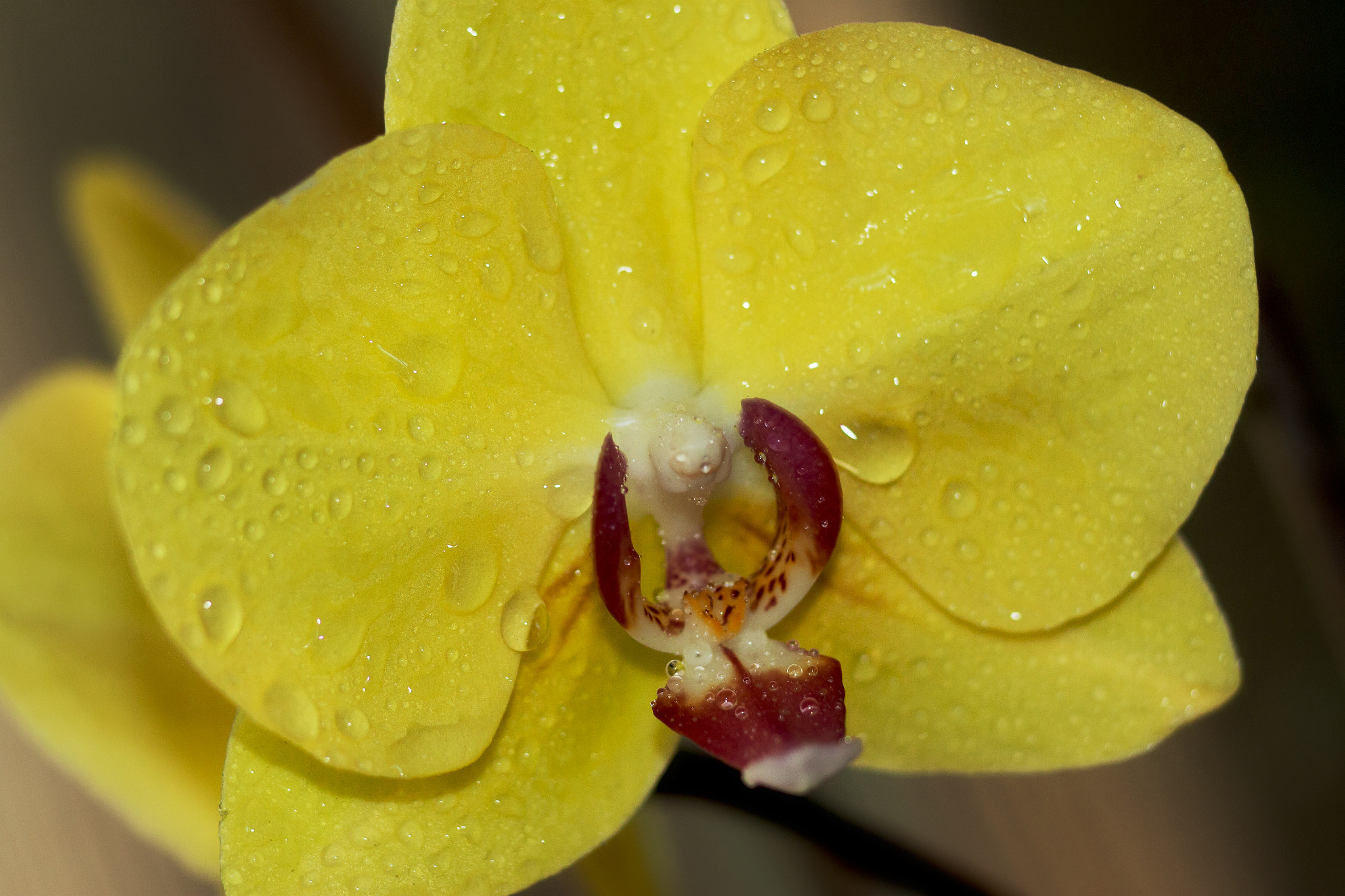 Canon EOS 500D (EOS Rebel T1i / EOS Kiss X3) + Canon EF 85mm F1.8 USM sample photo. Orchid, flower, bloom, beautiful photography