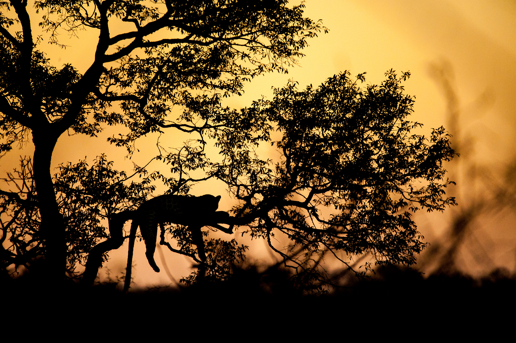 Nikon D3 sample photo. Sunrise leopard photography