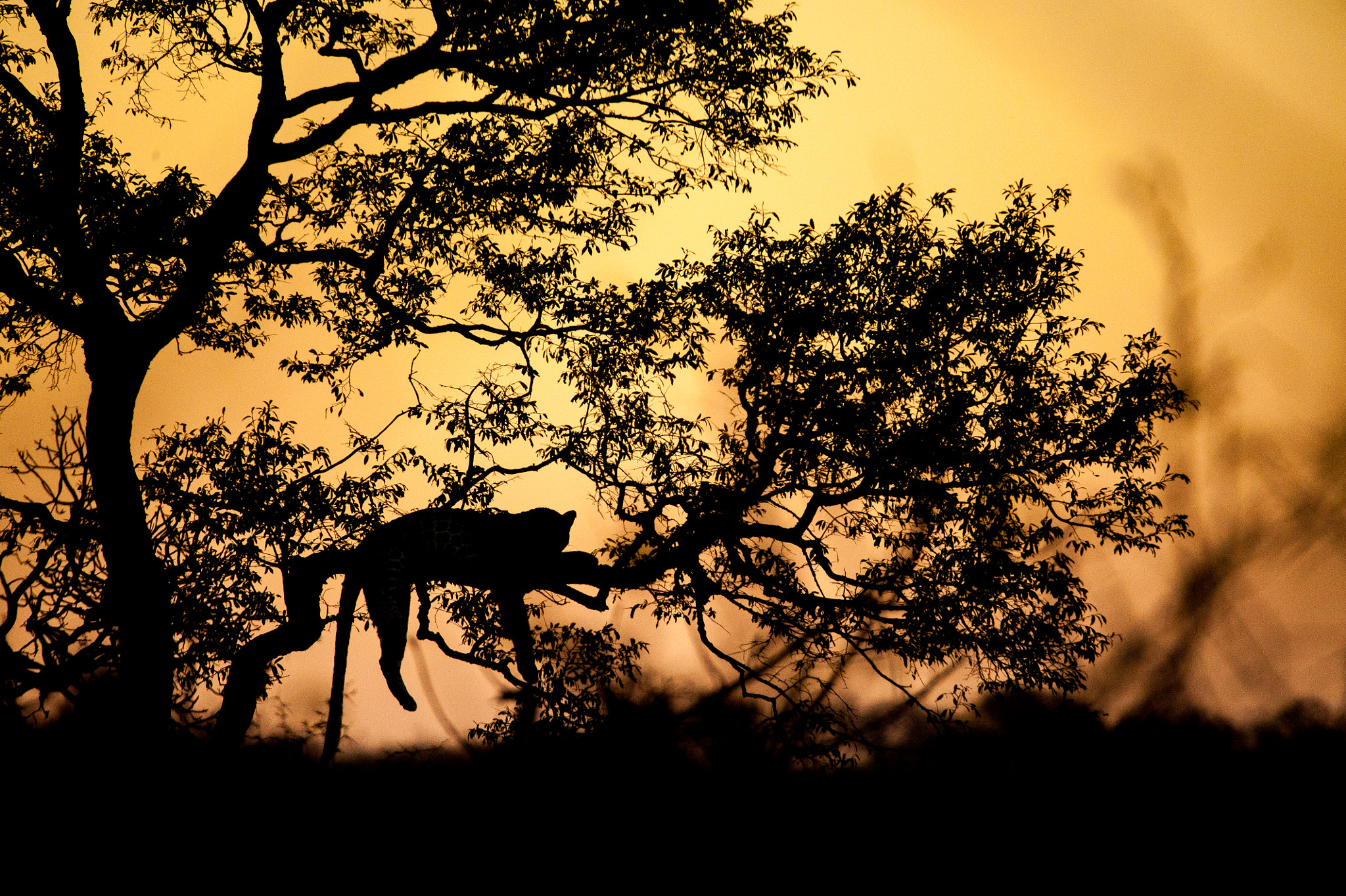 Sigma 150-600mm F5-6.3 DG OS HSM | S sample photo. Sunrise leopard photography