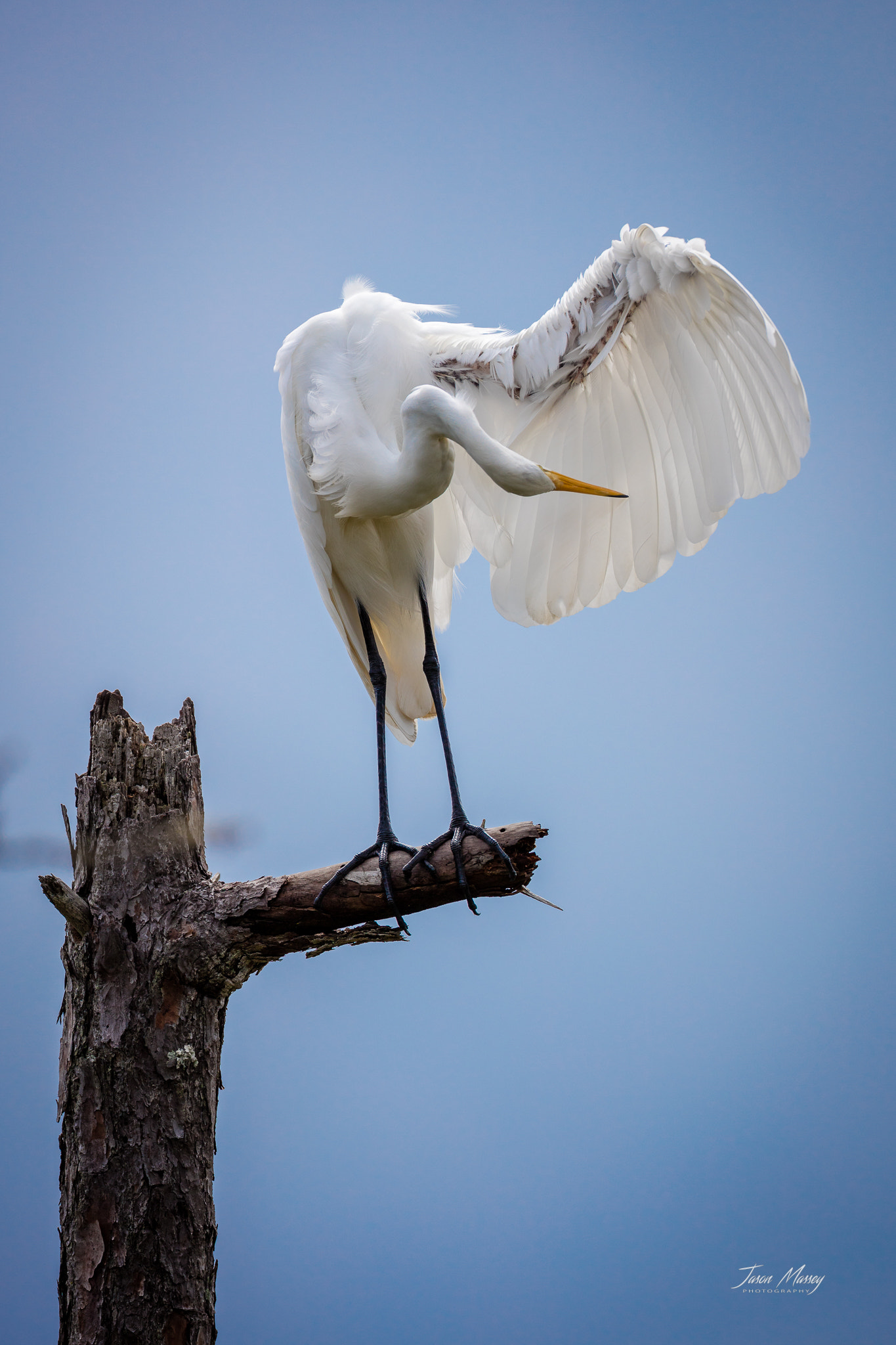 Canon EOS 5DS R + Canon EF 500mm F4L IS USM sample photo. Great egret preening photography