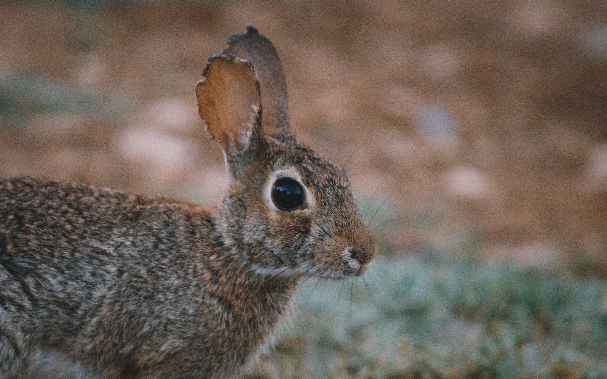 Canon EF 75-300mm F4.0-5.6 IS USM sample photo. Cottontail rabbit photography