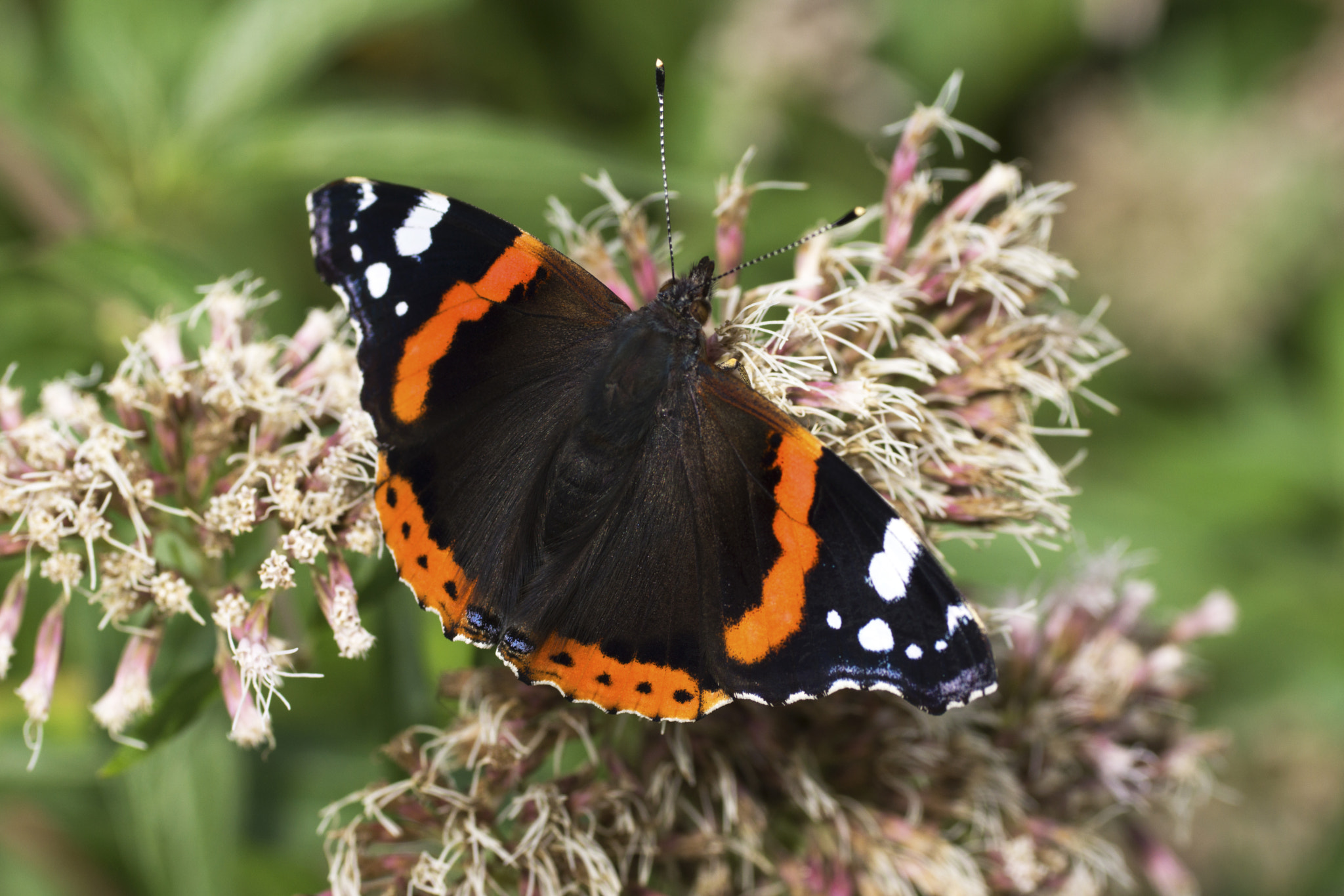 Sony SLT-A65 (SLT-A65V) + Tamron SP AF 90mm F2.8 Di Macro sample photo. Blackbeauty photography