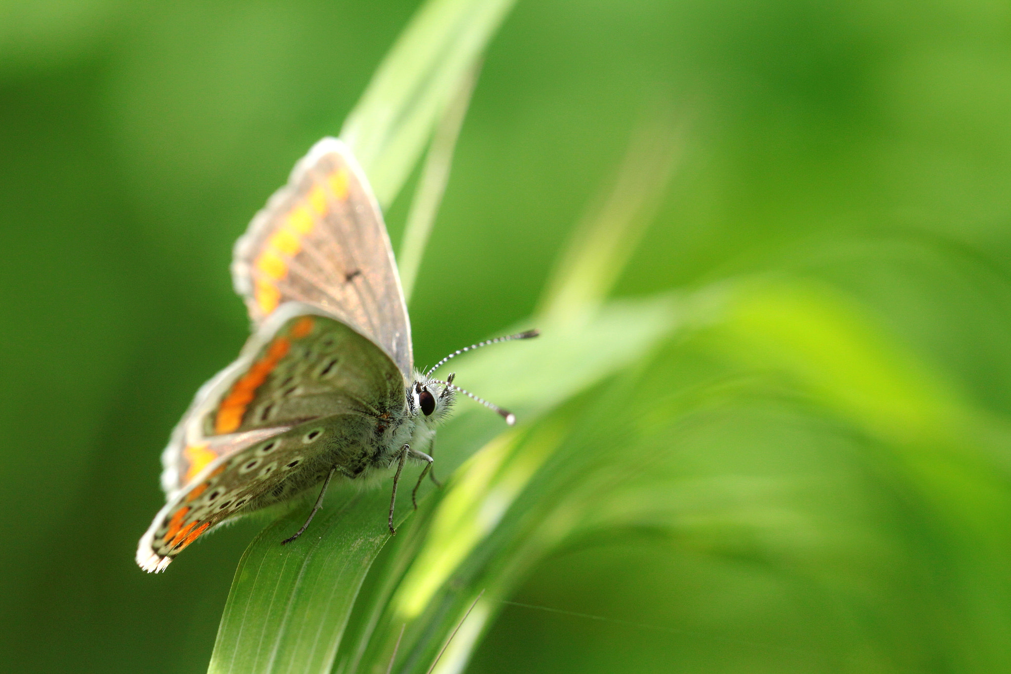 Canon EOS 50D + Canon EF 100mm F2.8L Macro IS USM sample photo. Aricia agestis, le collier de corail ou l'argus br photography