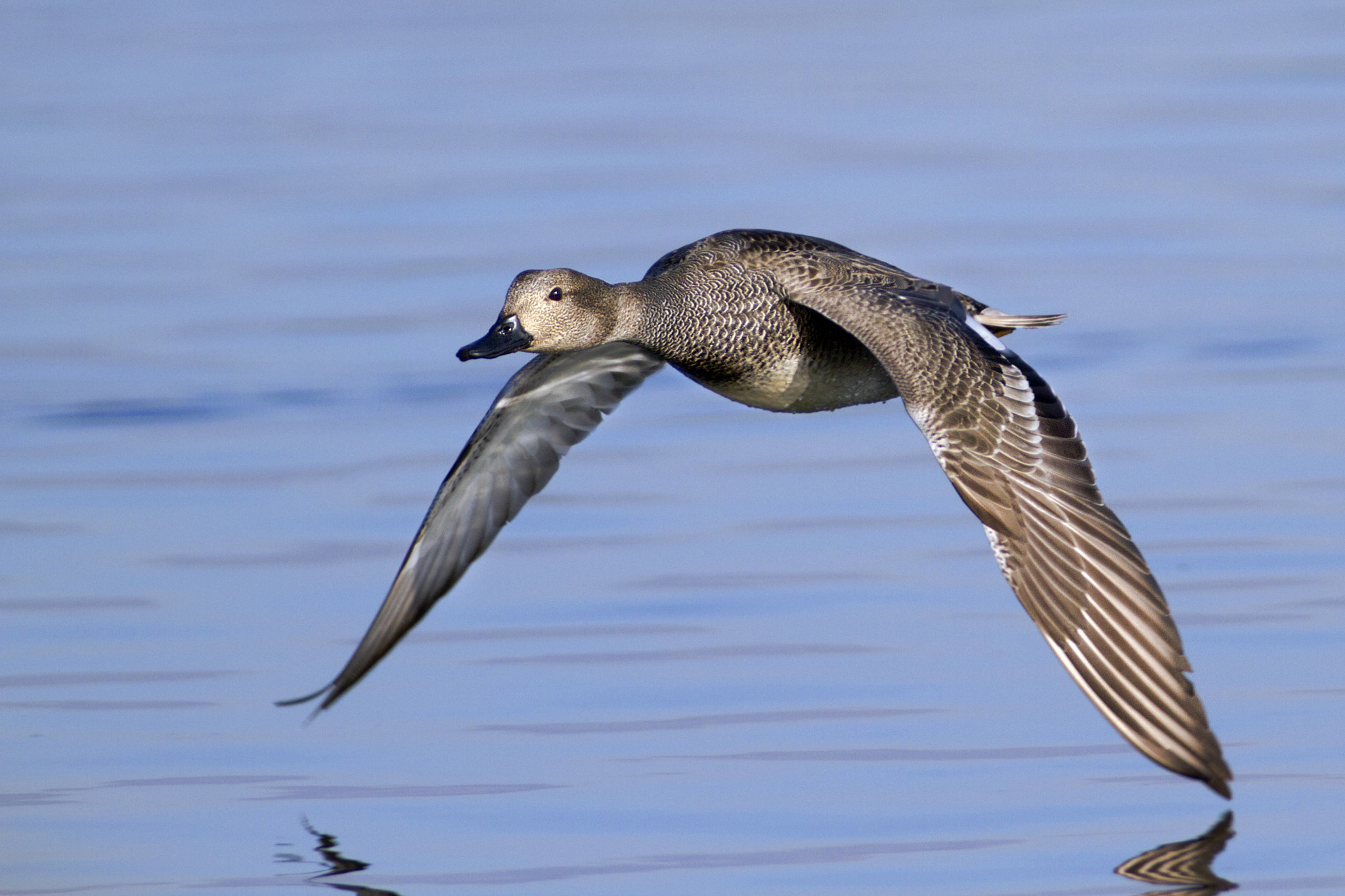 Canon EF 300mm f/2.8L + 2x sample photo. Gadwall photography