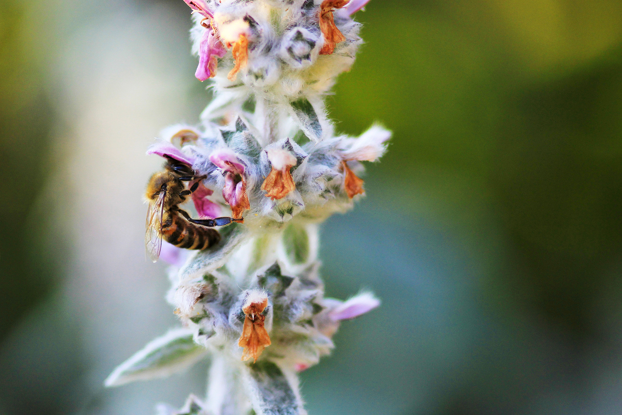 Sigma 105mm F2.8 EX DG Macro sample photo. Not to leave a drop behind photography