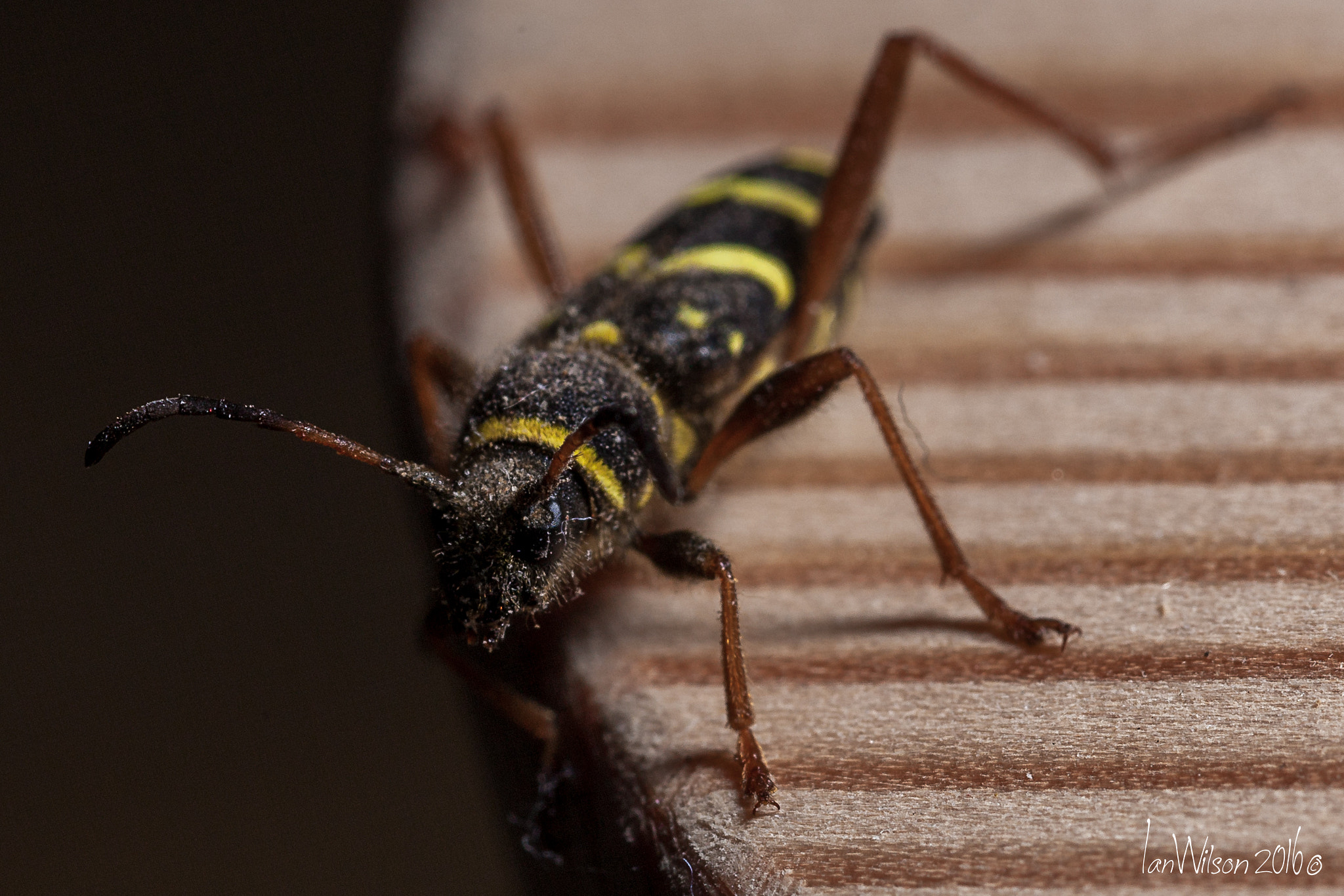 Sigma 105mm F2.8 EX DG OS HSM sample photo. Clytus arietis, the wasp beetle photography