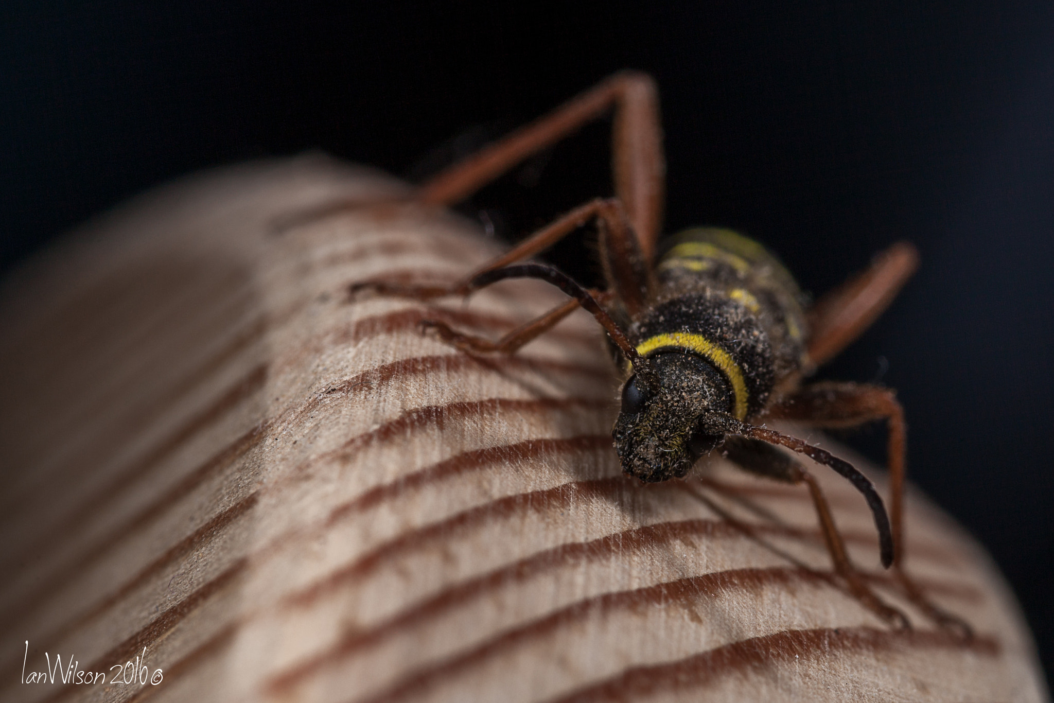 Sigma 105mm F2.8 EX DG OS HSM sample photo. Clytus arietis, the wasp beetle photography